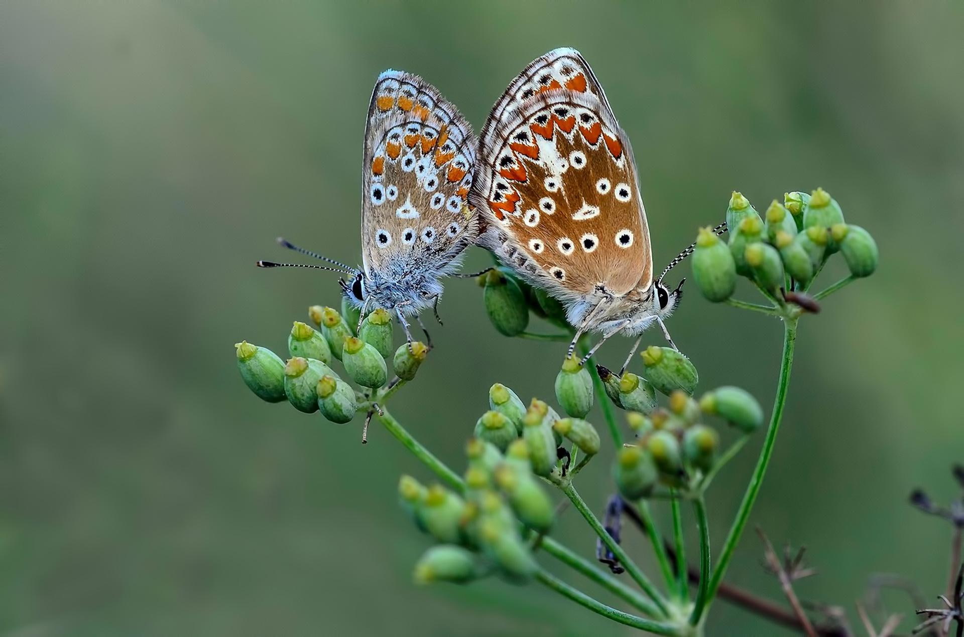 gallery, butterflies, nature, animals, insects, love, beauty, 1080P, HD Wallpaper