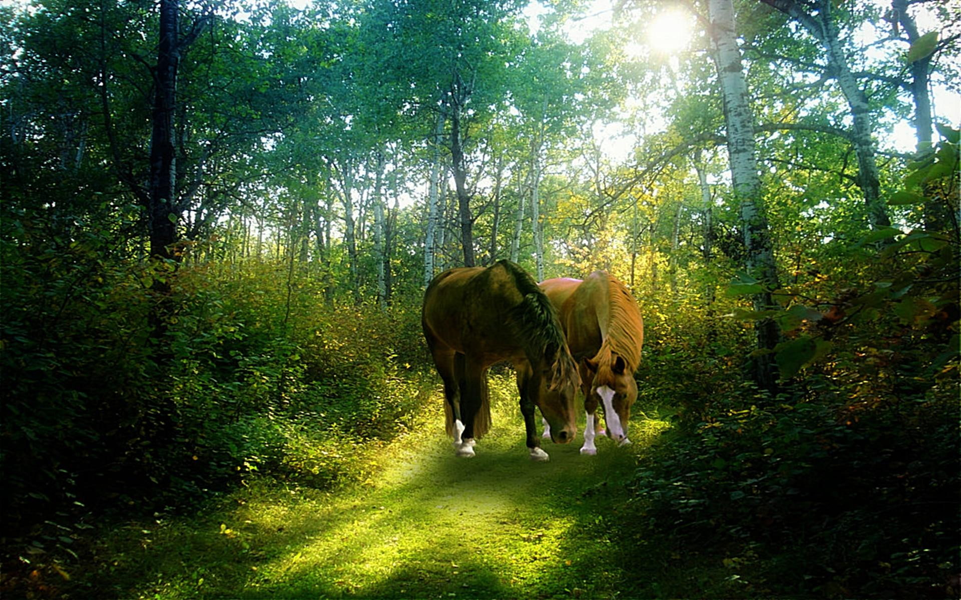 1080P, caring, cool, awesome, warm, animals, love, beauty, romance, HD Wallpaper