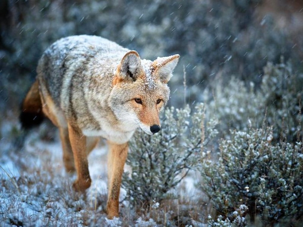 winter, in winter, cool, beautiful, 480P, hd, picture, animals, HD Wallpaper