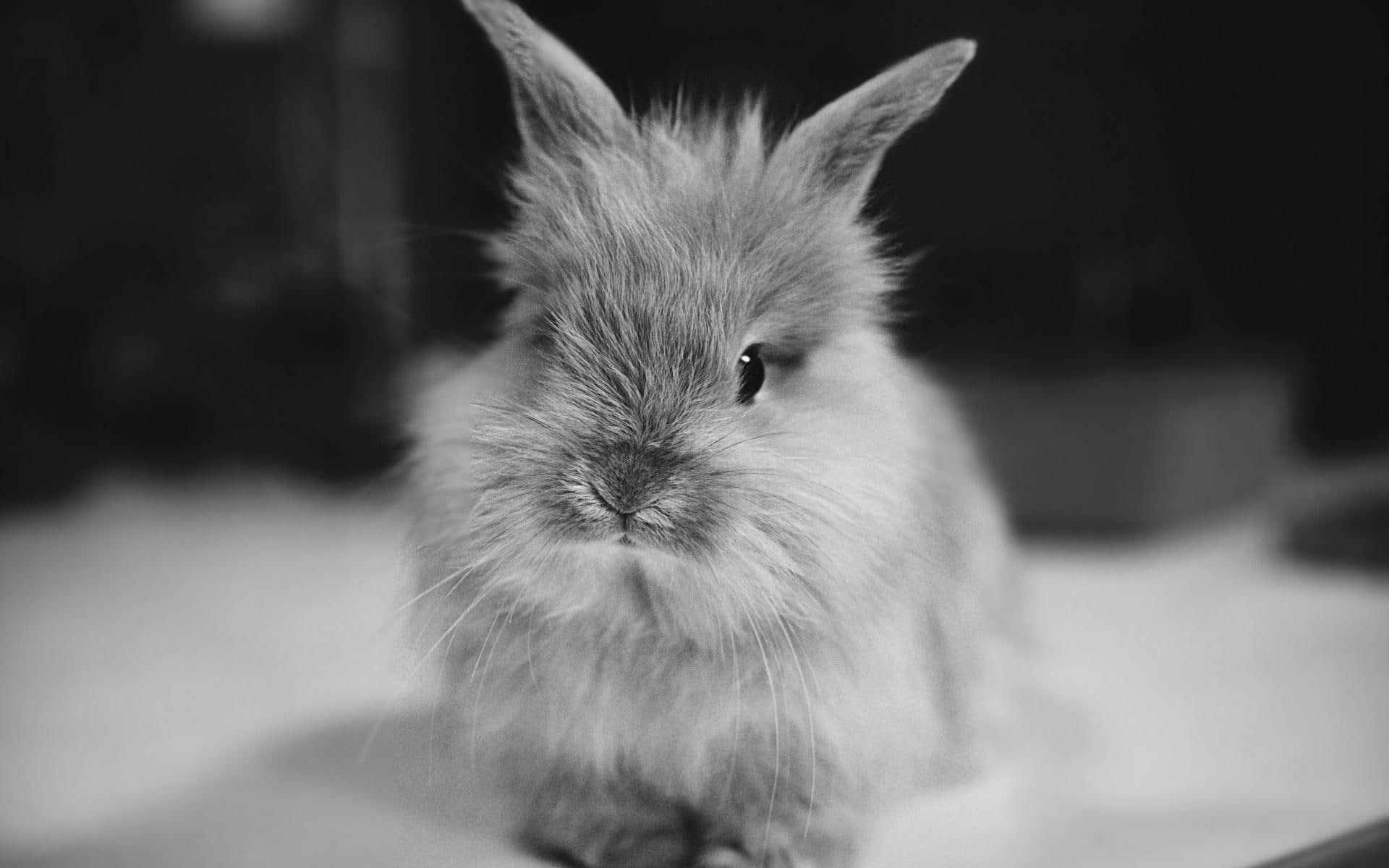 rodents, black and white, anim, 1080P, cute, photography, bunny, rabbit, sweet, animals, adorable, beautiful, HD Wallpaper