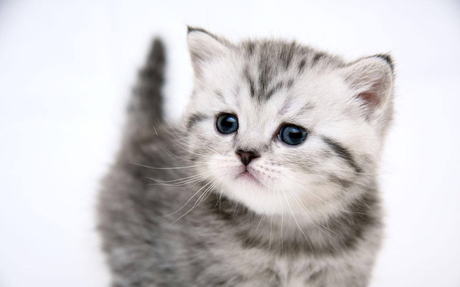 cats, m, animals, kitty, kitten, 1080P, sweet, adorable, cute, HD Wallpaper