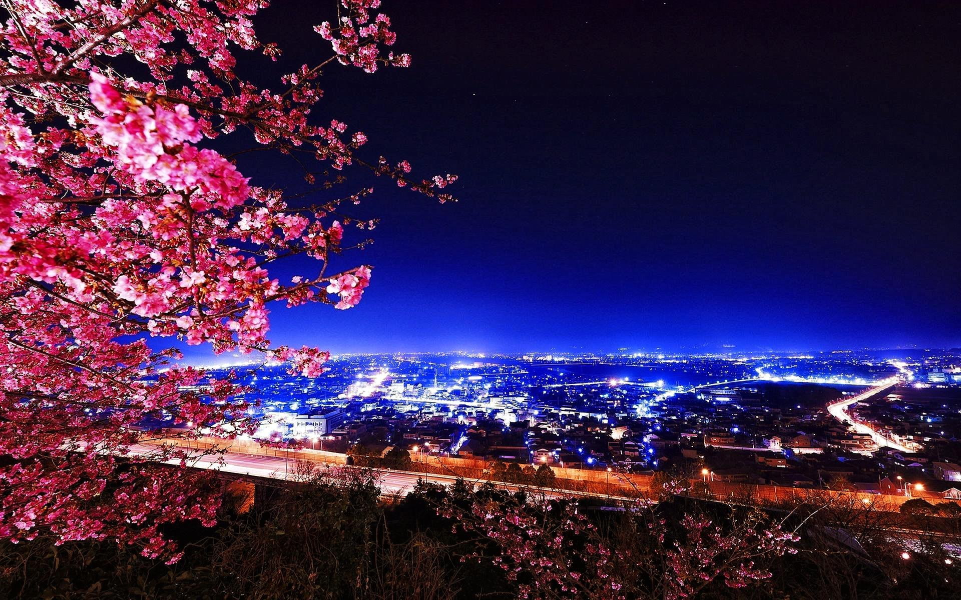 tree, view, blue, flowering, pretty, branches, beautiful, 1080P, nice, lights, sakura, city, road, nature, clouds, lovely, HD Wallpaper