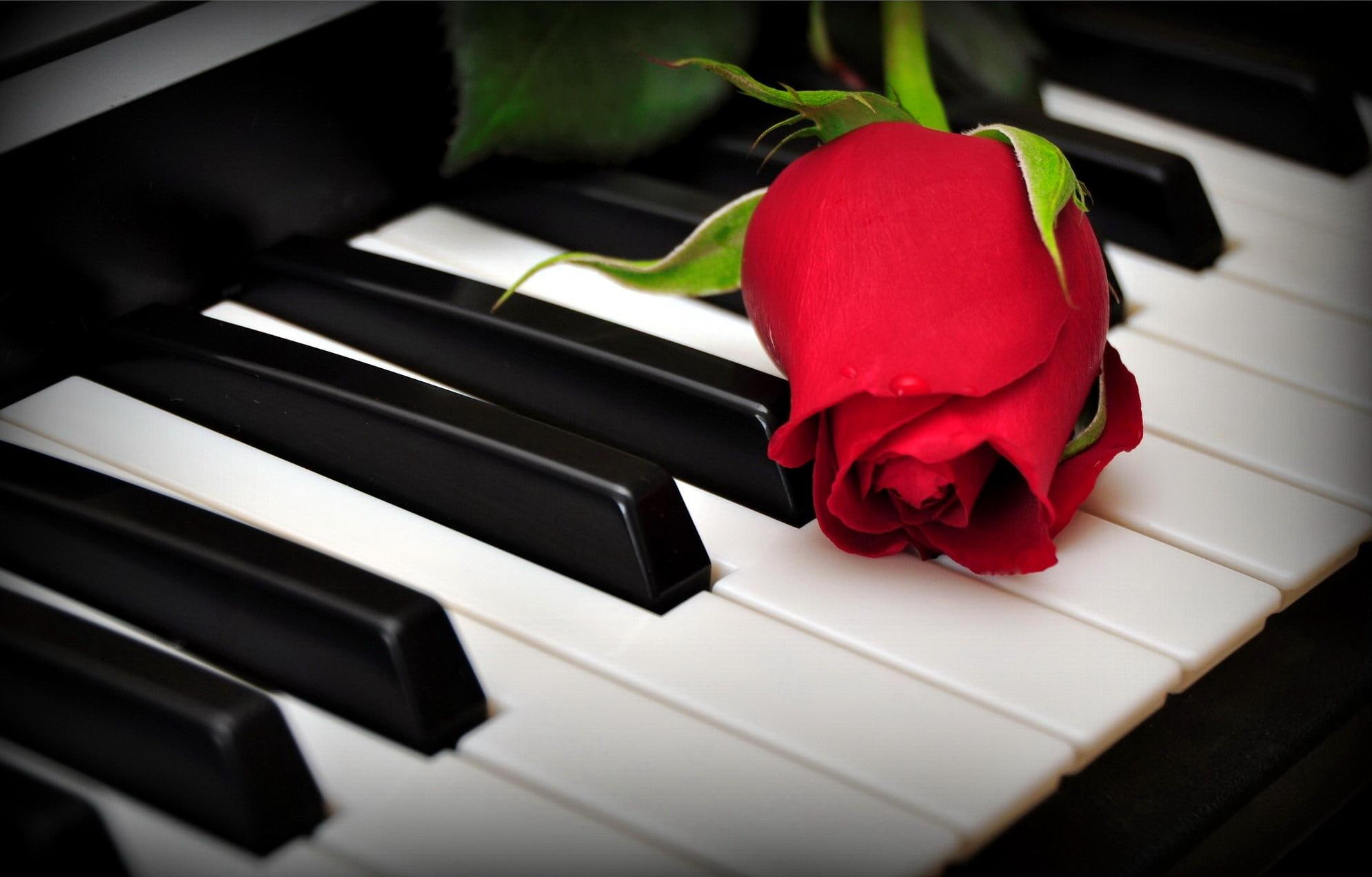 romantic, beautiful, rose, piano, lovely, music, keys, 1080P, scent, pretty, nice, flowers, romance, fragrance, HD Wallpaper