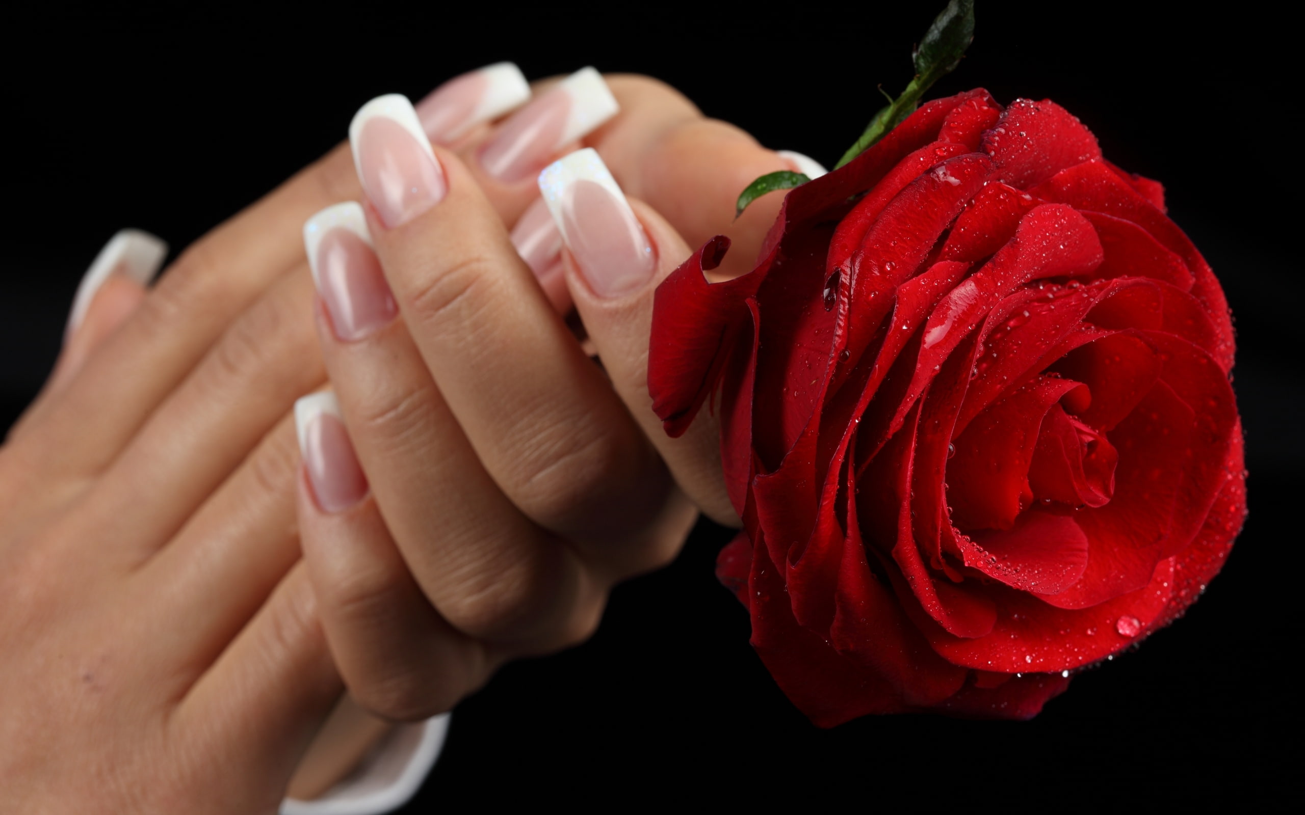 romantic, photography, romance, hands, red roses, beautiful, hd, manicure, wet, red, red rose, pretty, lovely, beauty, 2K, wet rose, roses, still life, HD Wallpaper