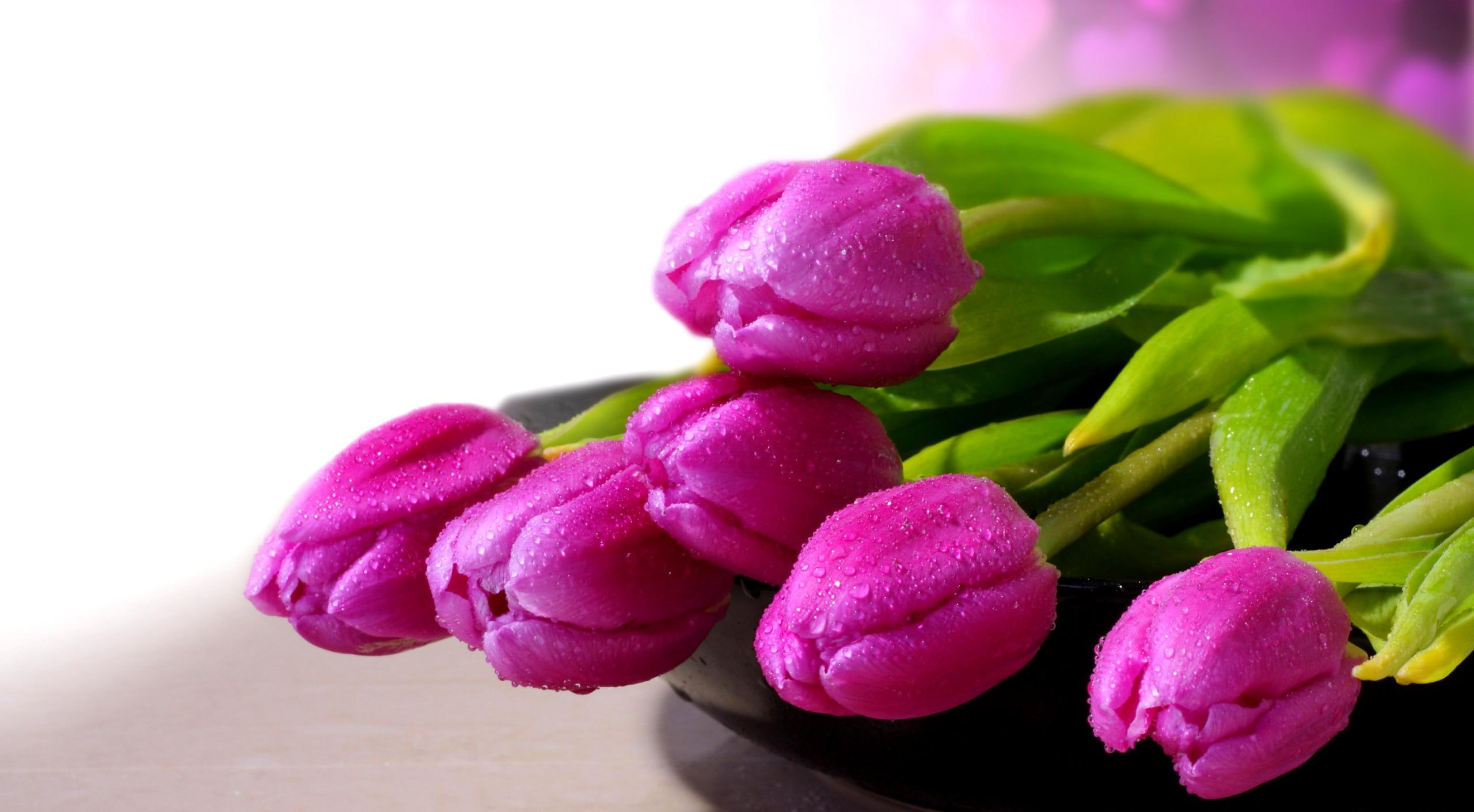 drops, romantic, flowers, purple, still life, beautiful, 2K, bouquet, lovely, for you, tulips, pretty, romance, HD Wallpaper