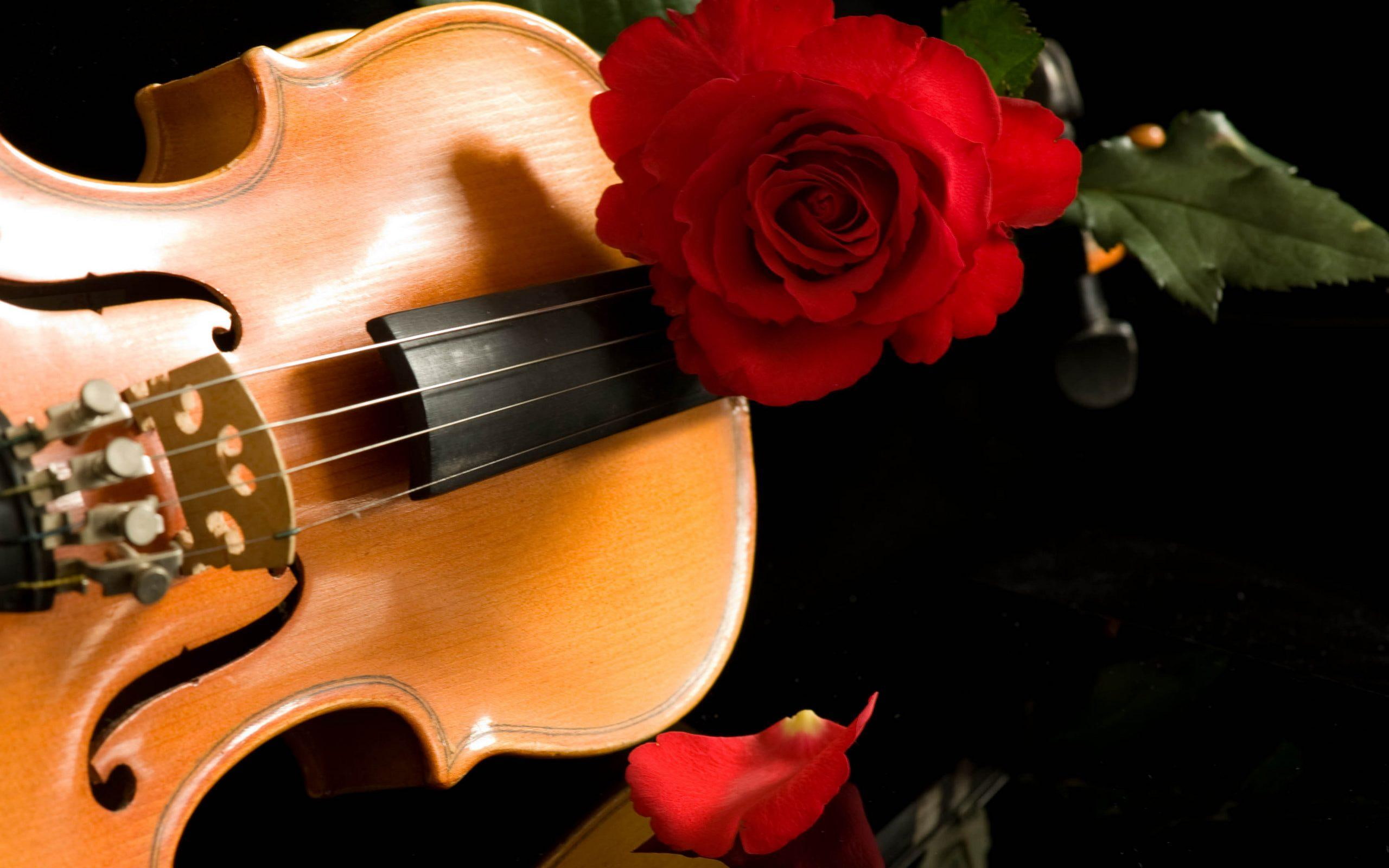 2K, pretty, rose, flowers, still life, beauty, reflection, beautiful, romance, lovely, music, violin, red, romantic, brown, HD Wallpaper