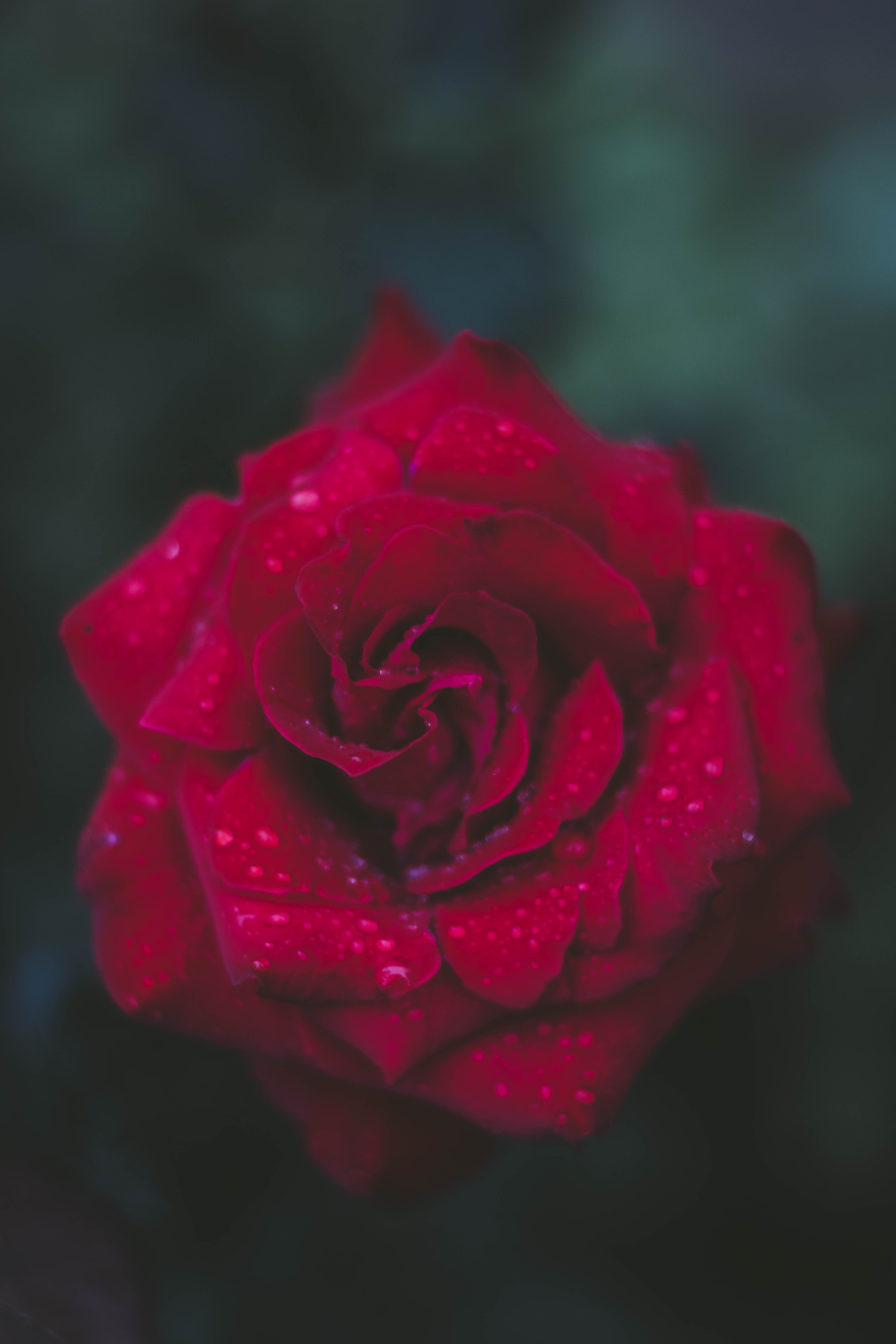 garden, selective, rose, growth, day, bloom, focus, flowering plant, botanical, love, flower, dew, petal, delicate, vulnerability, romantic, dewdrops, fragility, Phone HD Wallpaper