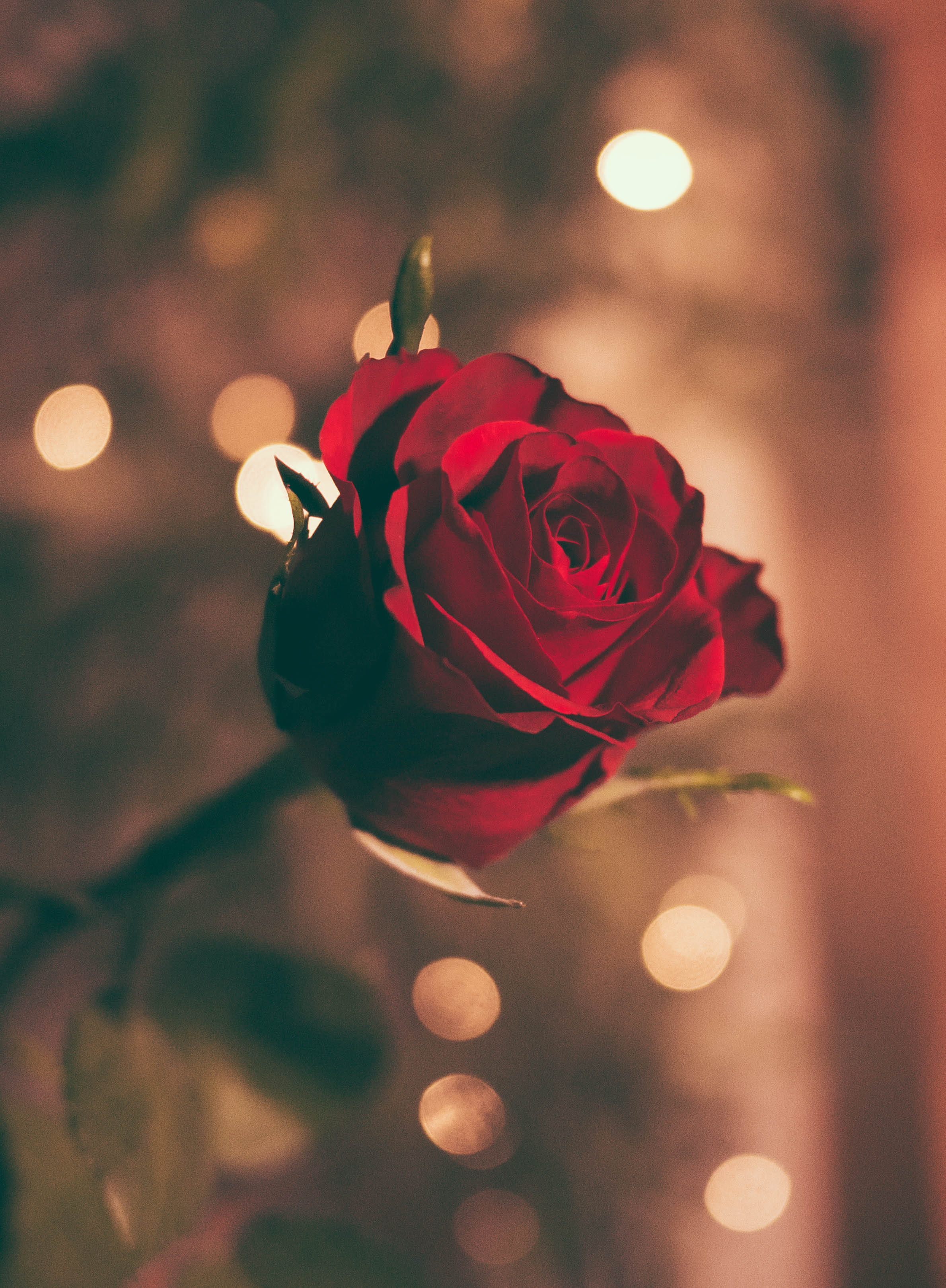 selective focus, vulnerability, love, plant, focused, fragility, flower, red rose, single rose, rose, red, nature, petal, valentine, long stemmed rose, Phone HD Wallpaper