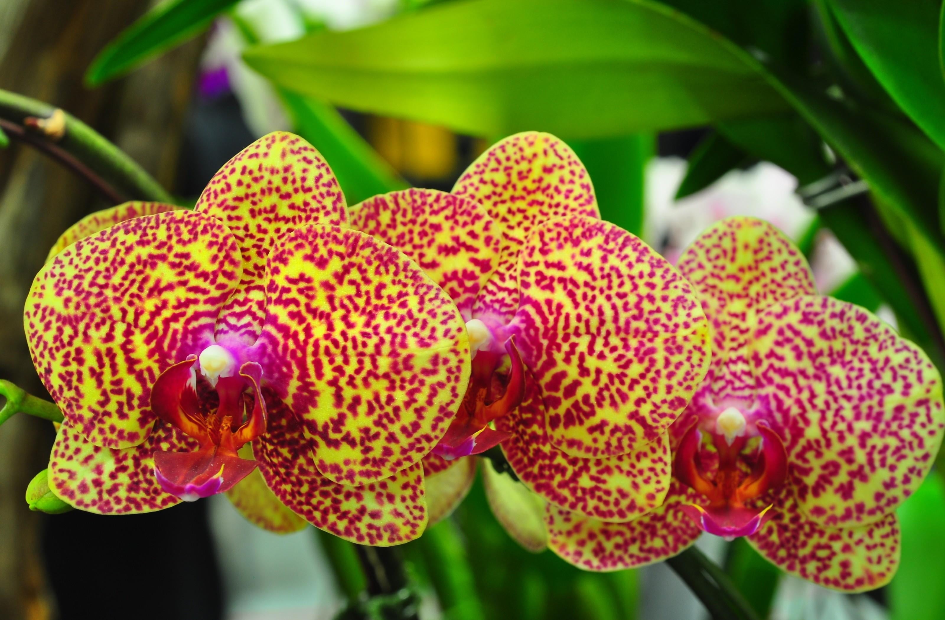 summer, flower Head, yellow, botany, pink, fragility, orchids, orchid, nature, tropical Climate, macro, 2K, day, freshness, spotted, no People, flowers, HD Wallpaper