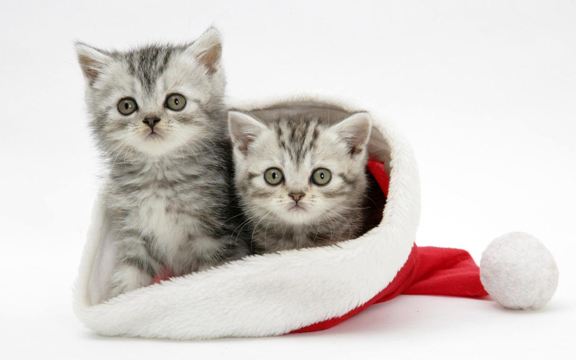 kitten, christmas, animals, 1080P, kittens, cute, holiday, santa, animal, HD Wallpaper