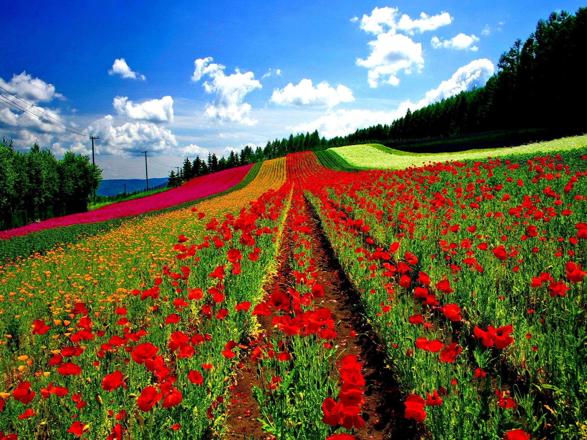 floral, flowers, lovely, summ, 1080P, nature, rows, beautiful, peaceful, nice, colors, pretty, grass, colorful, HD Wallpaper