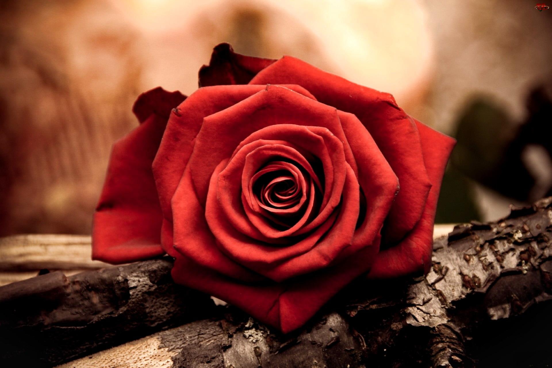scent, street, summer, flower, beautiful, 1080P, nice, lonely, 3d and, wood, pretty, nature, lovely, rose, HD Wallpaper