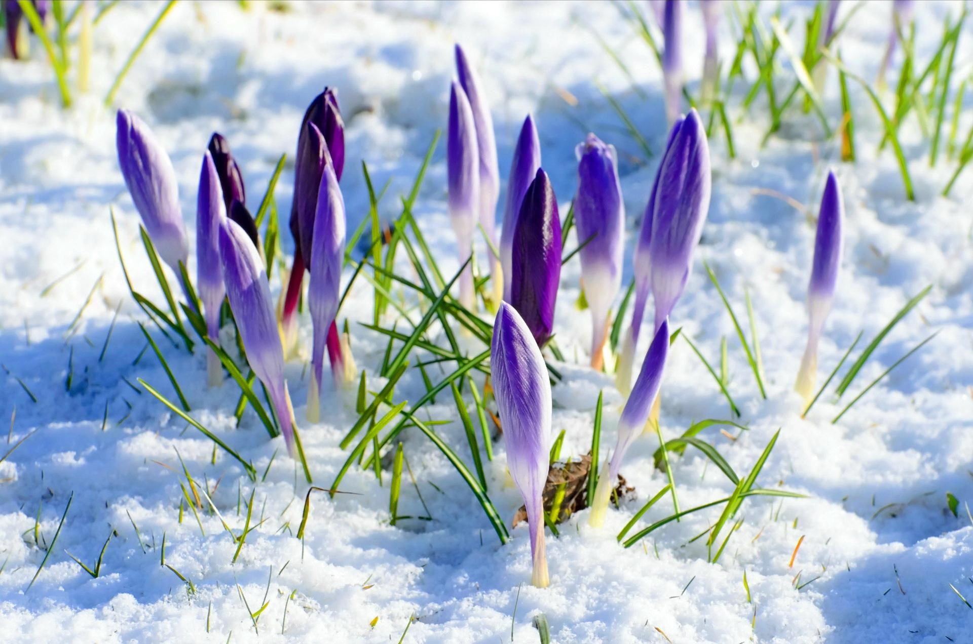 delicate, nature, winter, lovely, pretty, crocus, natu, beautiful, flower, tender, spring, nice, snow, 1080P, HD Wallpaper