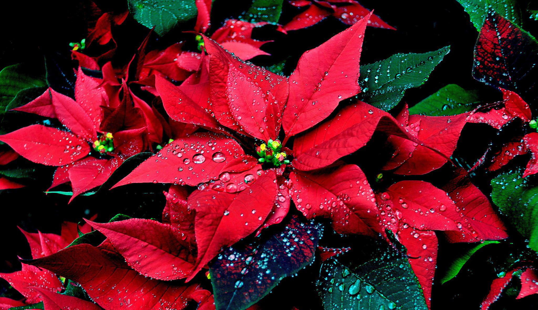 petals, beauty, christmas, 1080P, drops, leaves, star, nice, beautiful, flower, pretty, lovely, HD Wallpaper