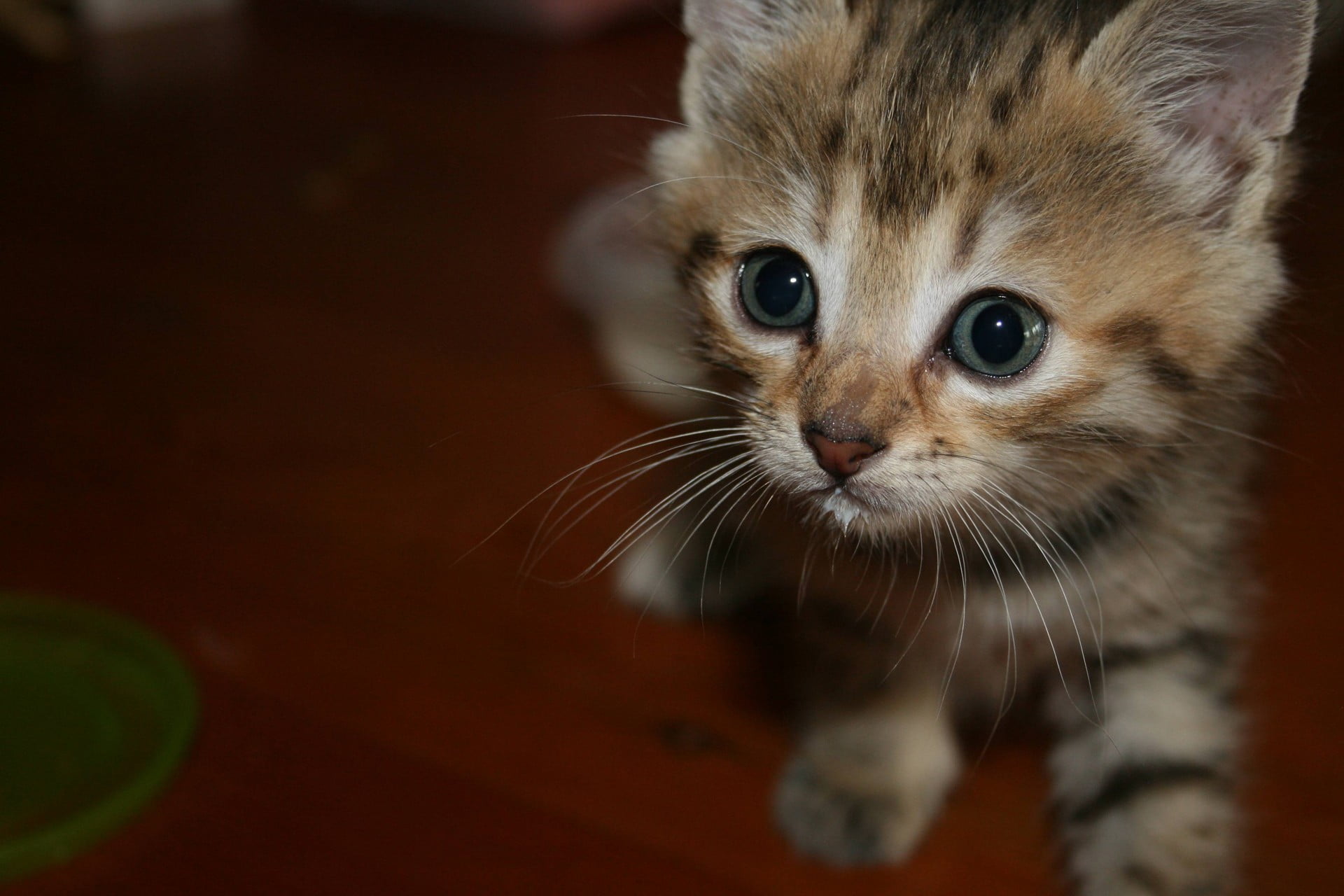 domestic animals, animal body part, brown, 1080P, one animal, kittens, feline, domestic, no people, pets, green eyes, white, cat, domestic cat, looking at camera, HD Wallpaper