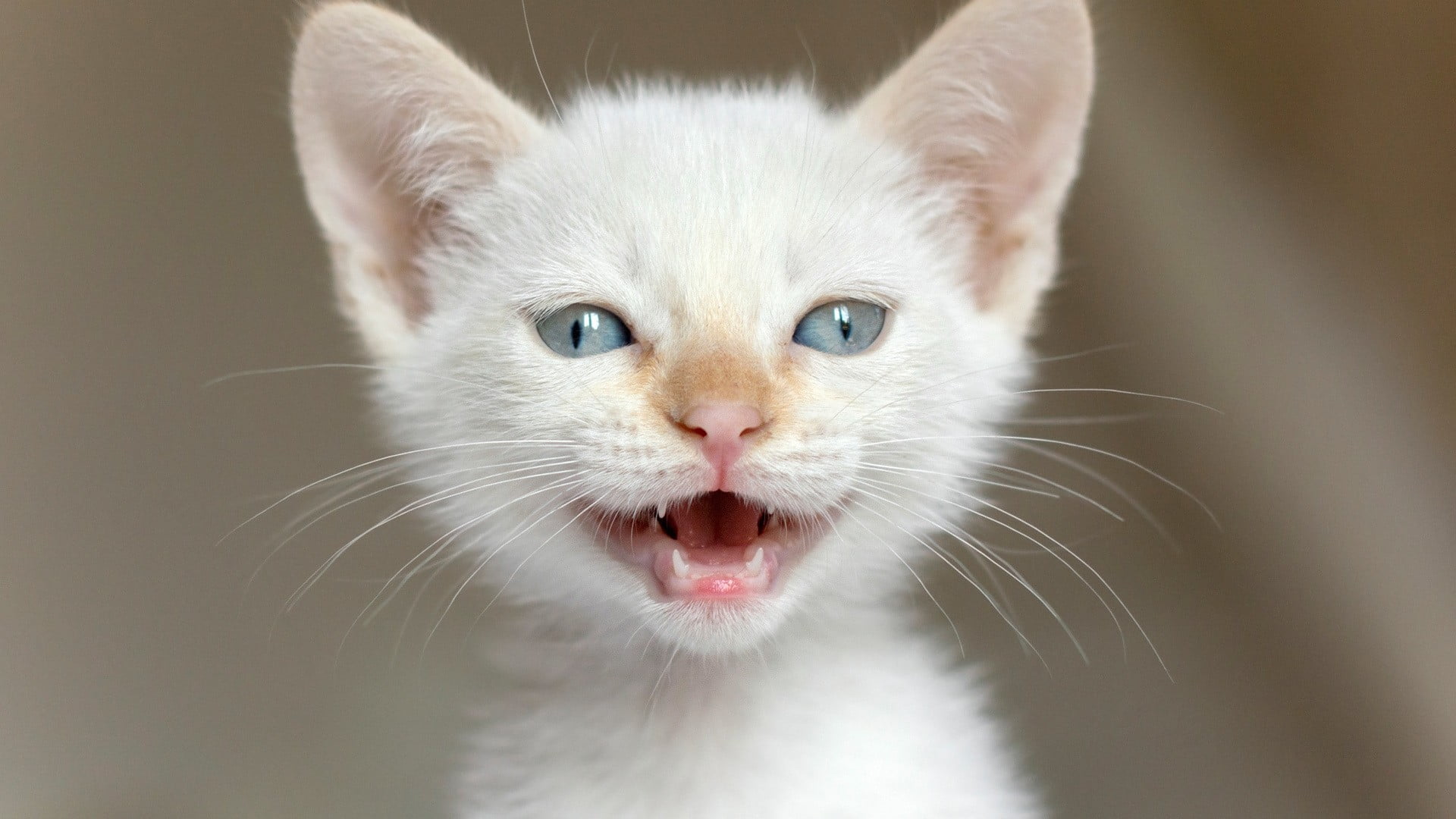 portrait, whisker, close-up, feline, one animal, mouth open, domestic cat, animal mouth, mammal, animal body part, indoors, animals, kitten, no people, HD Wallpaper