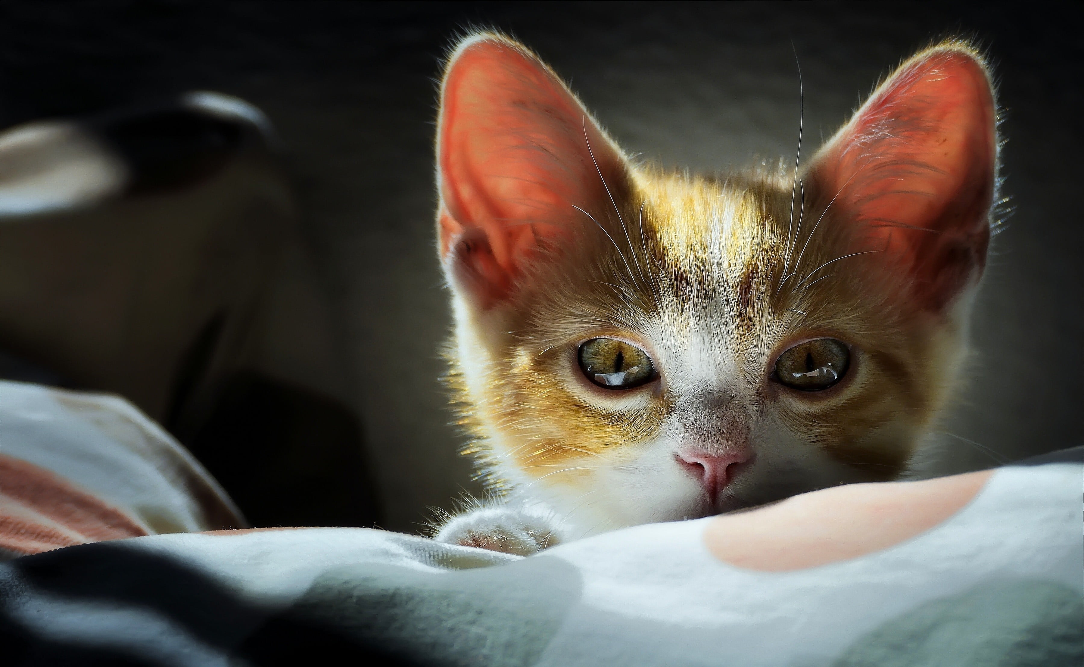 one animal, brown, whisker, domestic cat, fur, kitten, pets, vertebrate, animal body part, animal themes, animal eye, animal head, 2K, indoors, white, HD Wallpaper
