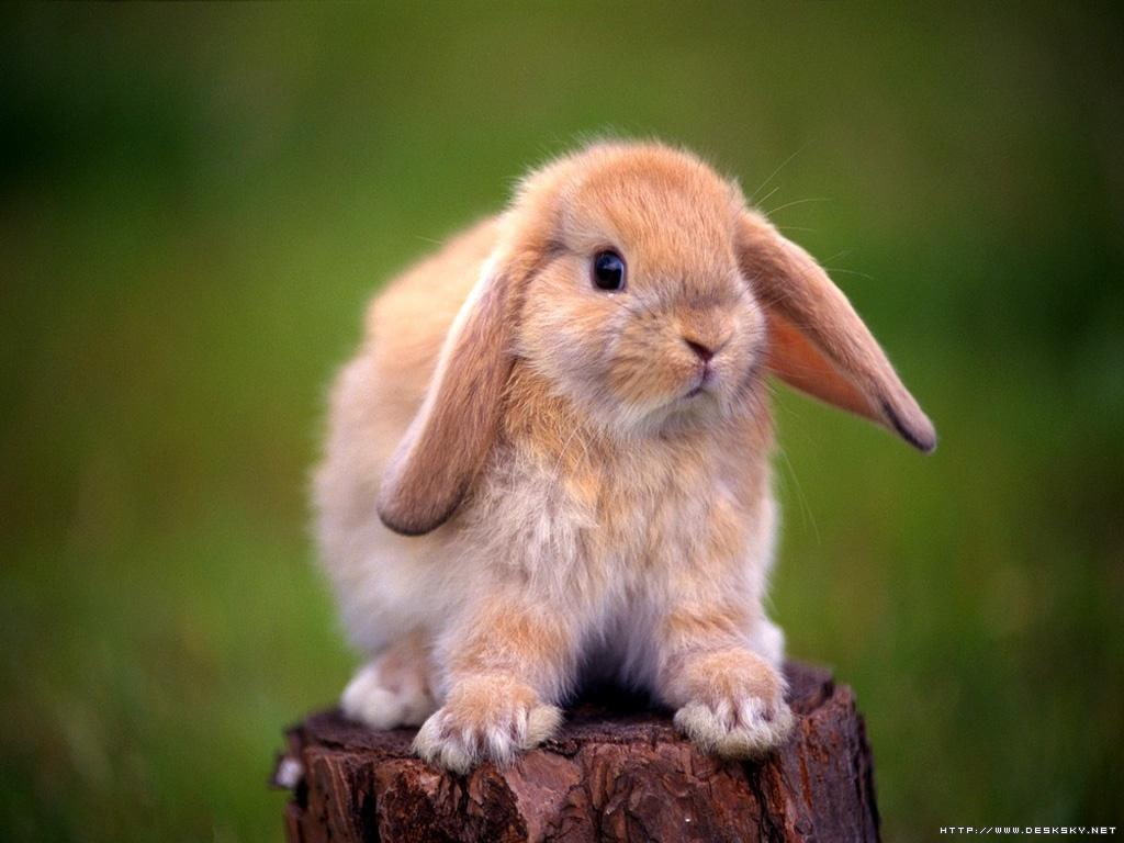 art, bunny, 480P, lop ear, rabbit, cute, tan, animals, hd, HD Wallpaper