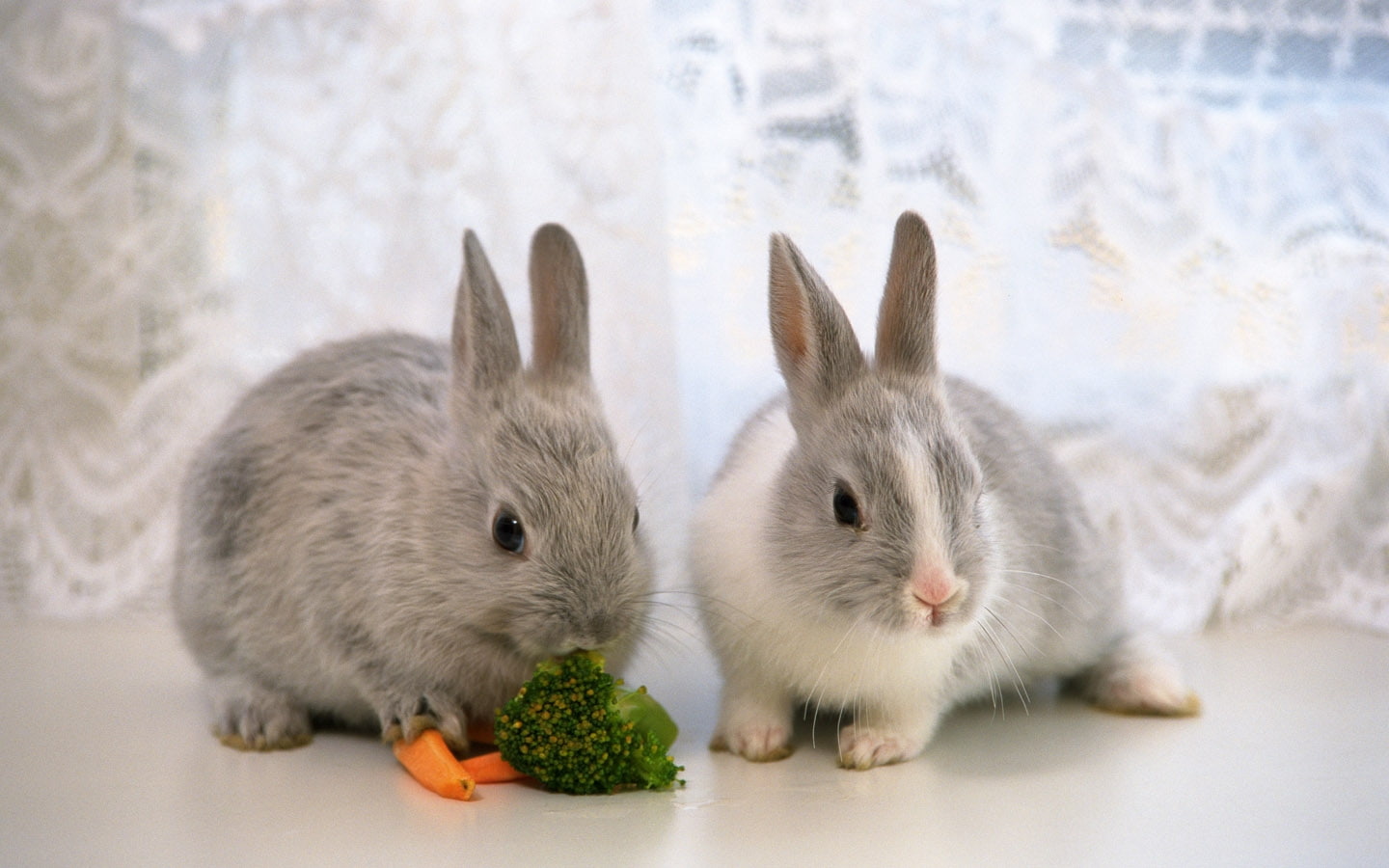 two, cute, easter, bunny, animals, adorable, hd, eating, photography, carrot, bunnies, 720P, grey, rabbit, HD Wallpaper