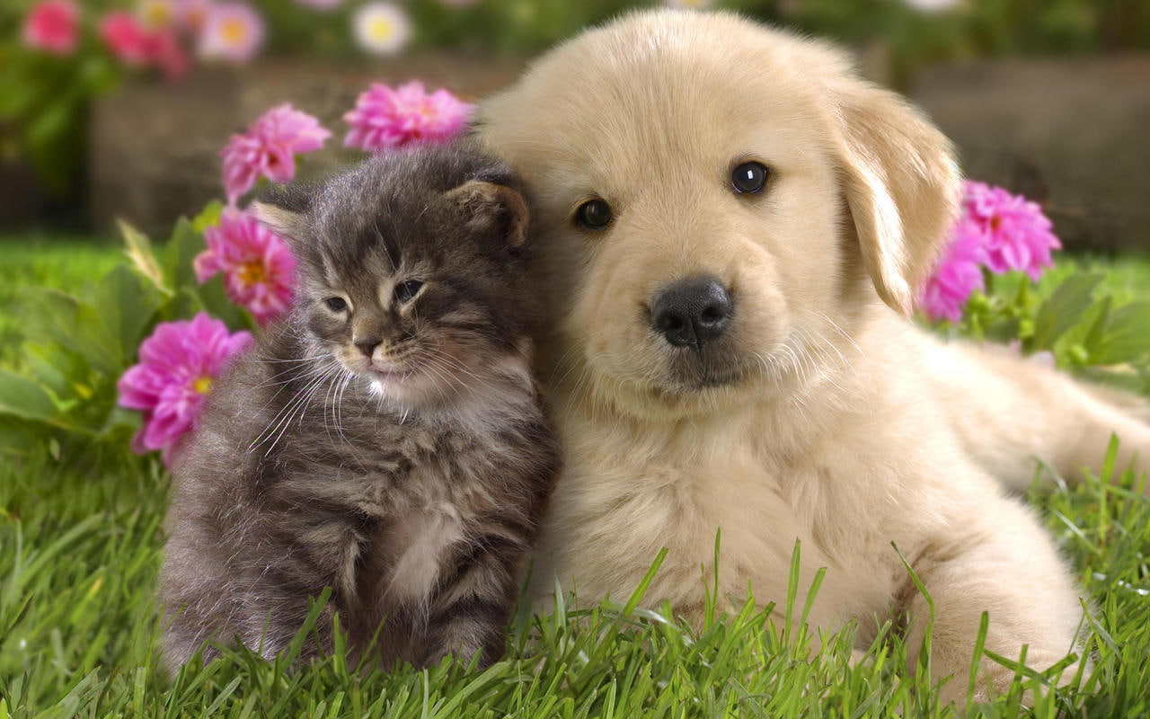 friends, brown, retriever, puppy, animals, kitten, light, lovely, golden, tabby, cat, dog, 720P, HD Wallpaper