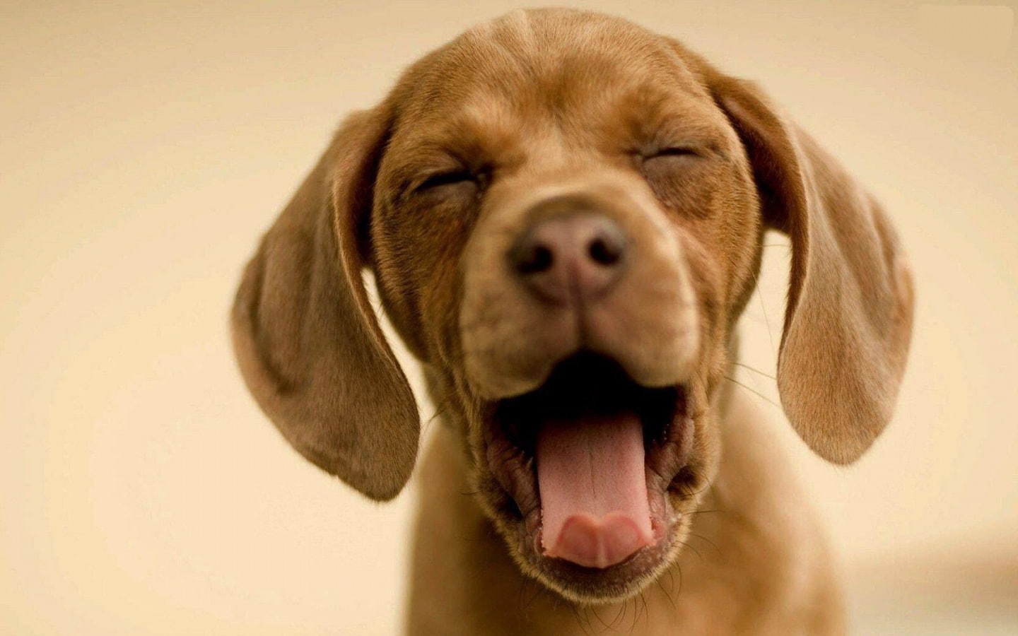 brown, fur, coonhound, dog, cute, lovely, animals, brown fur, 720P, puppy, HD Wallpaper