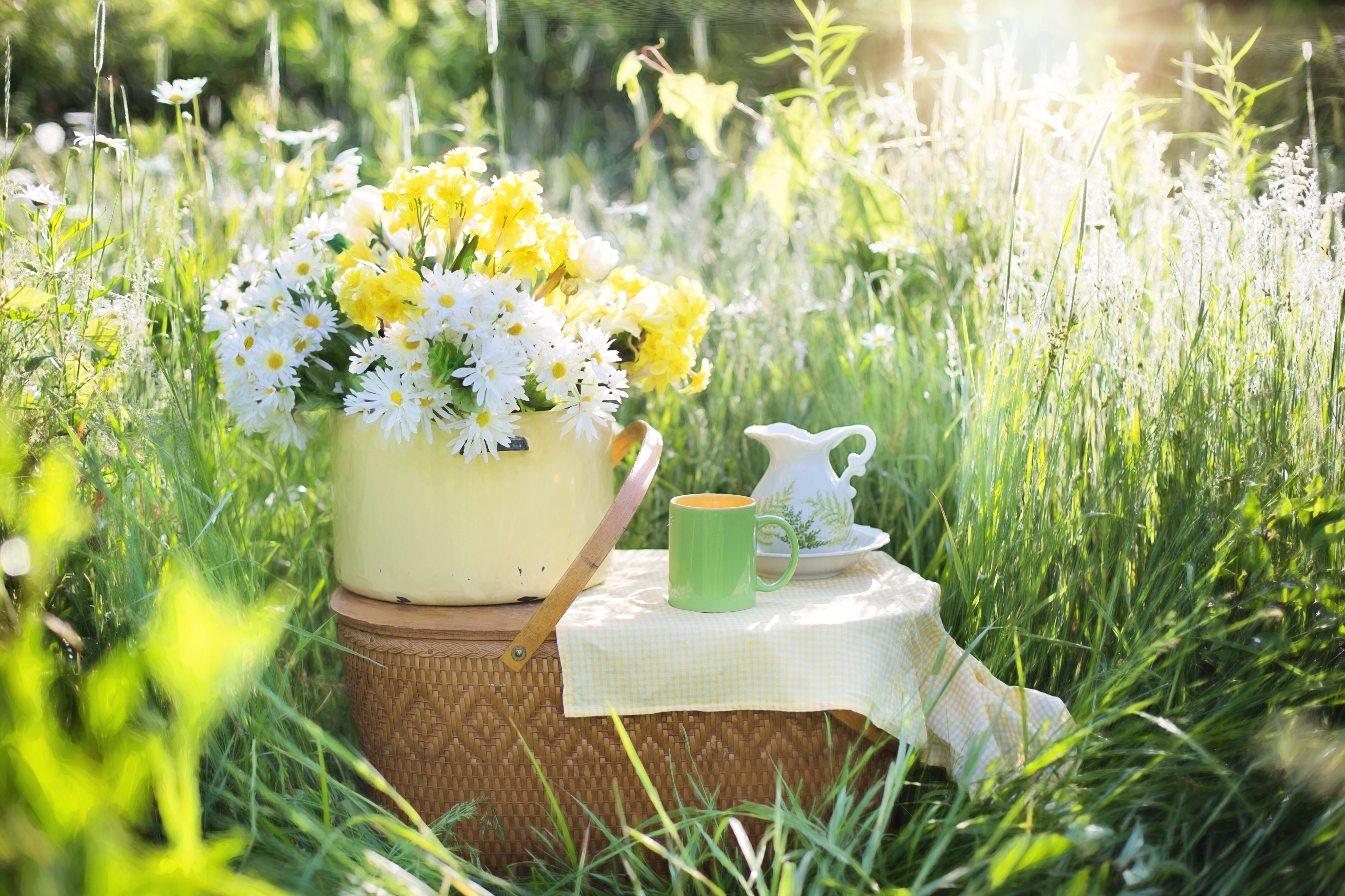 freshness, daisy field, bloom, plant, selective focus, springtime, flowering plant, tranquility, flower arrangement, growth, nature, yellow, basket, daisies, HD Wallpaper