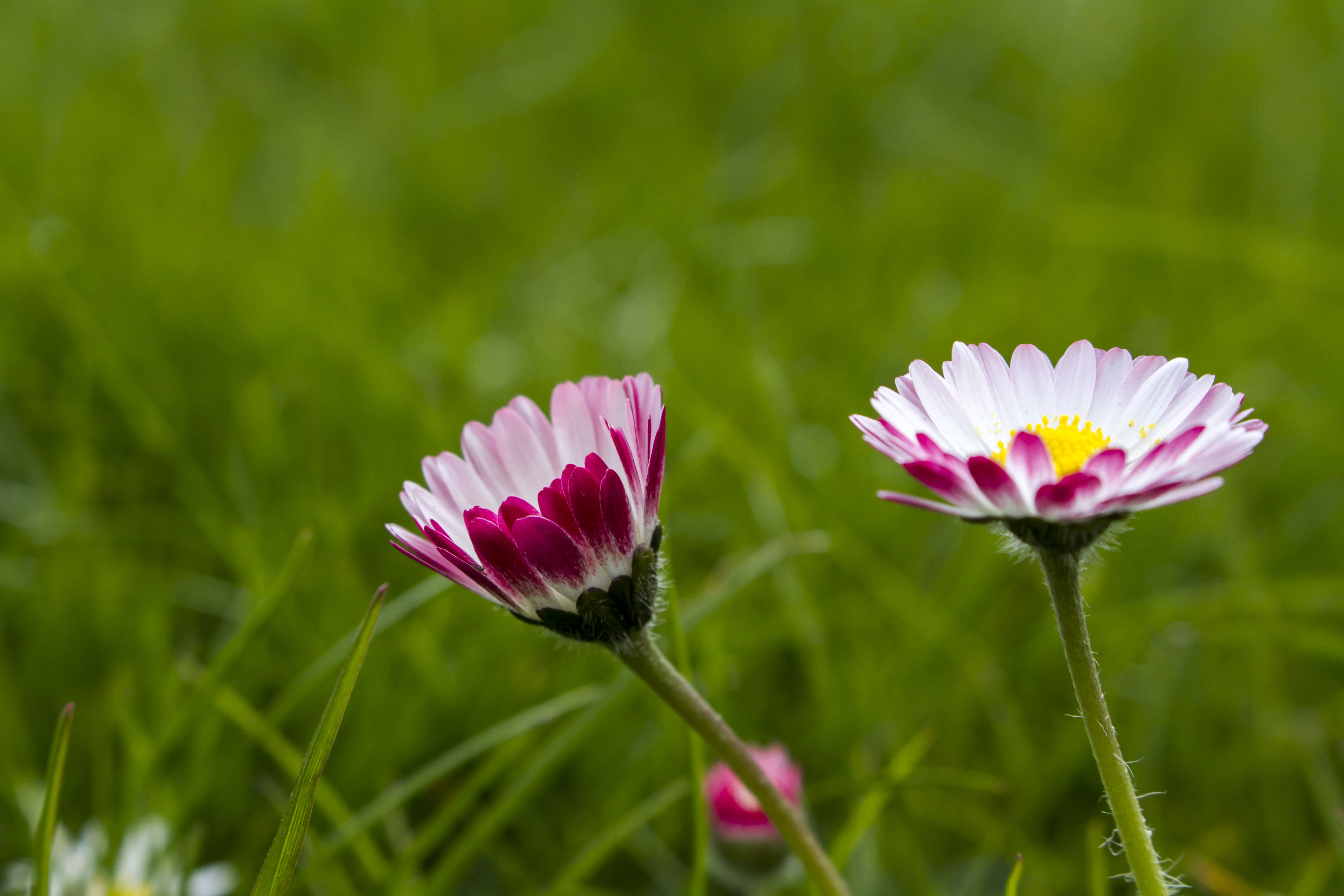 meadow, daisy, beauty In Nature, plant, Peterborough, daisies, nature, young, flower, close-up, grass, green Color, Tender, petal, Valentine, pink, white, HD Wallpaper