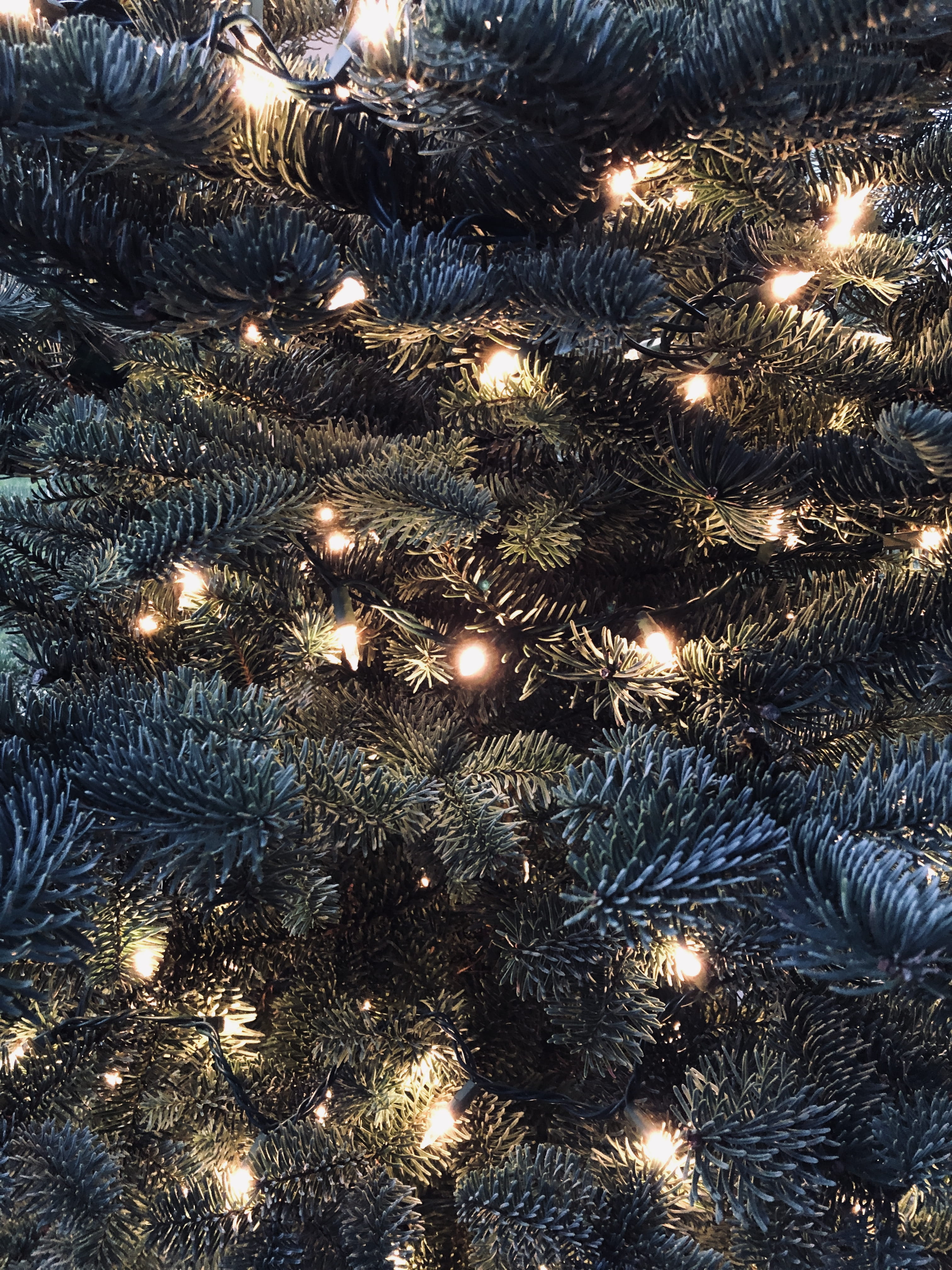 no people, lighting equipment, christmas ornament, christmas lights, night, abbotsford, fireworks, housing, illuminated, holiday, abies, flare, cold temperature, Phone HD Wallpaper