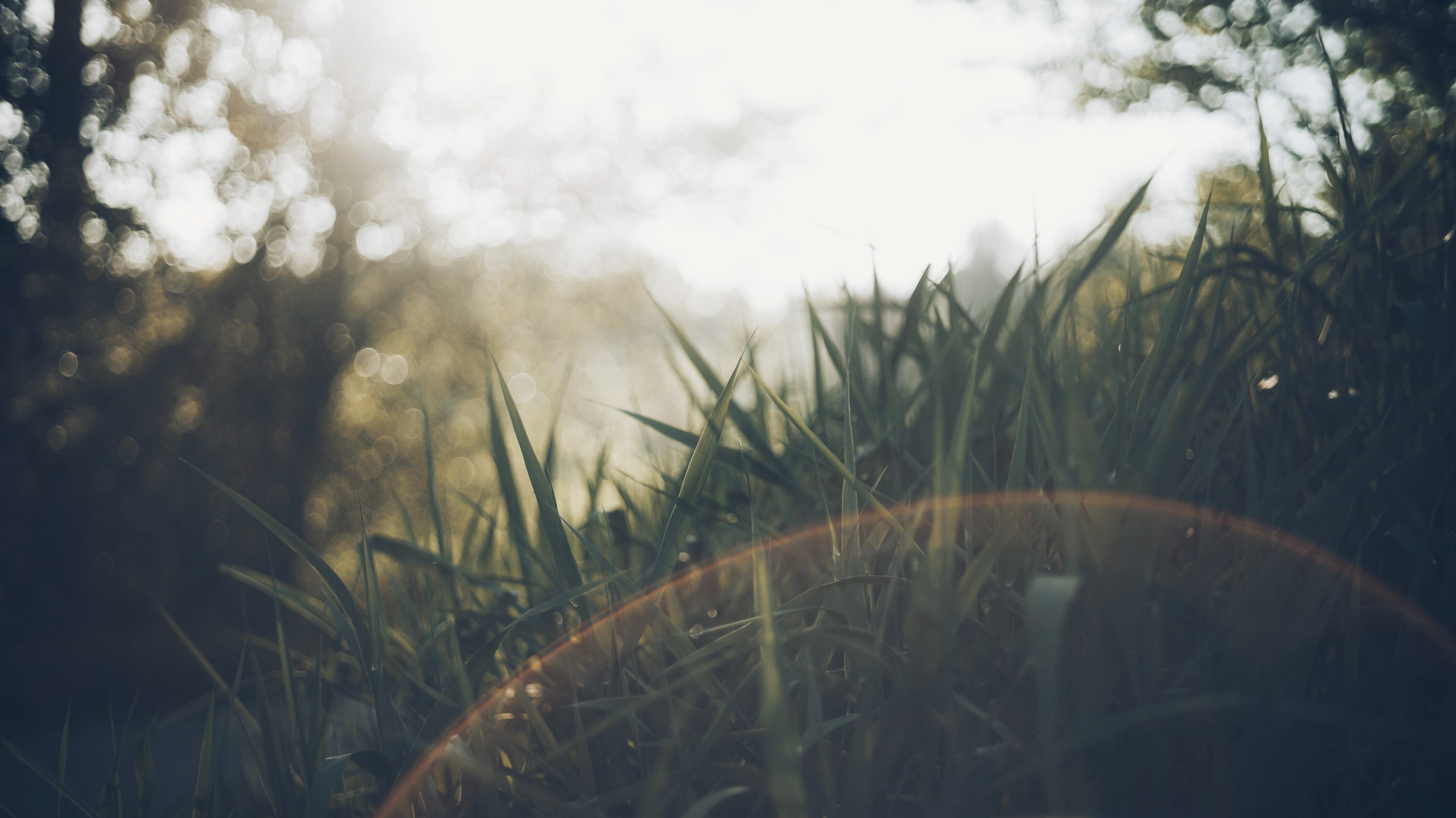 beauty in nature, blade of grass, late spring, lens flare, water, willband creek park, landscape, tranquility, vintage, photography, grasses, warm, vibes, HD Wallpaper