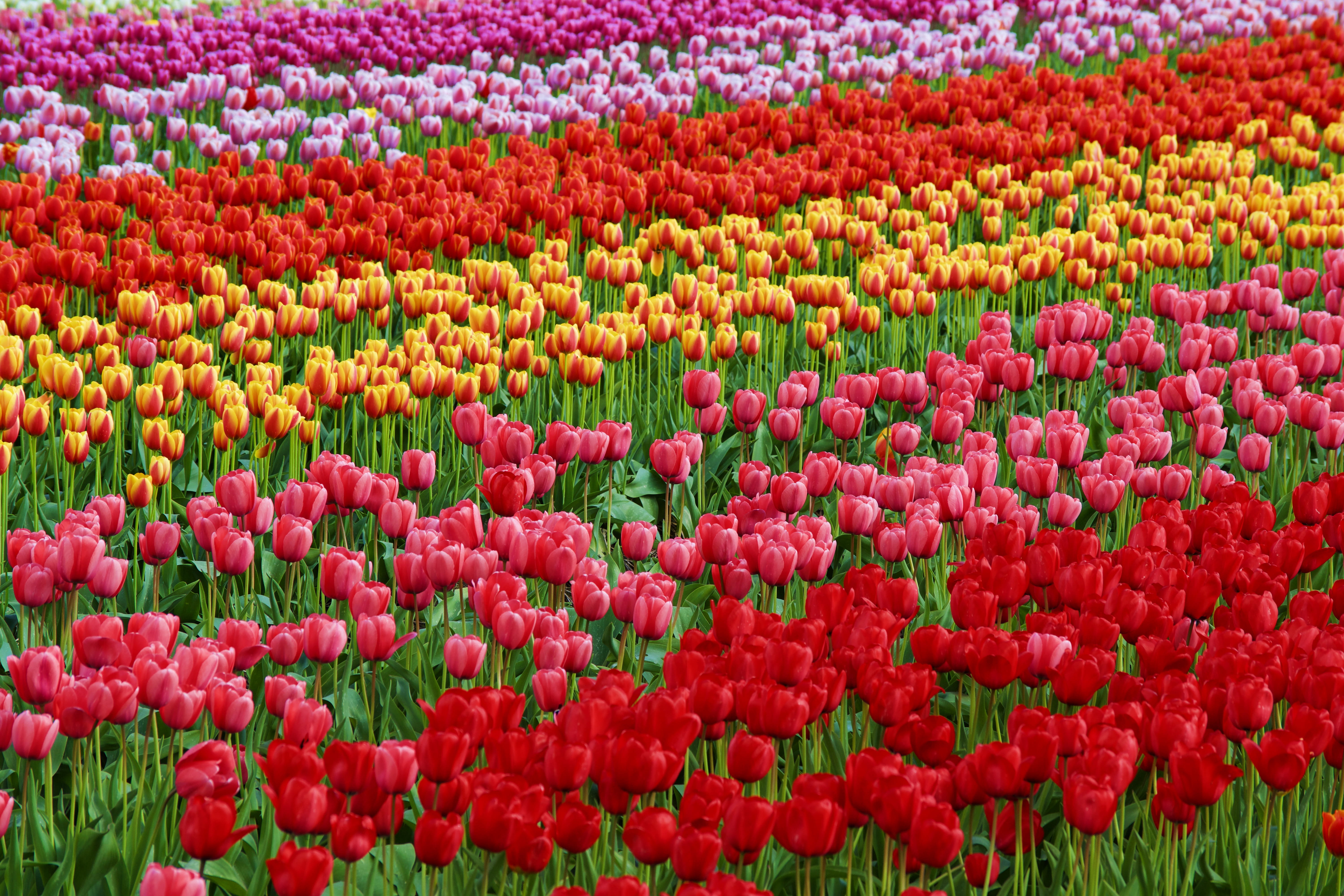 abbotsford, color, flower head, multi colored, beauty in nature, nature, flowers, no people, flowering plant, abundance, land, fragility, yellow, pink, HD Wallpaper