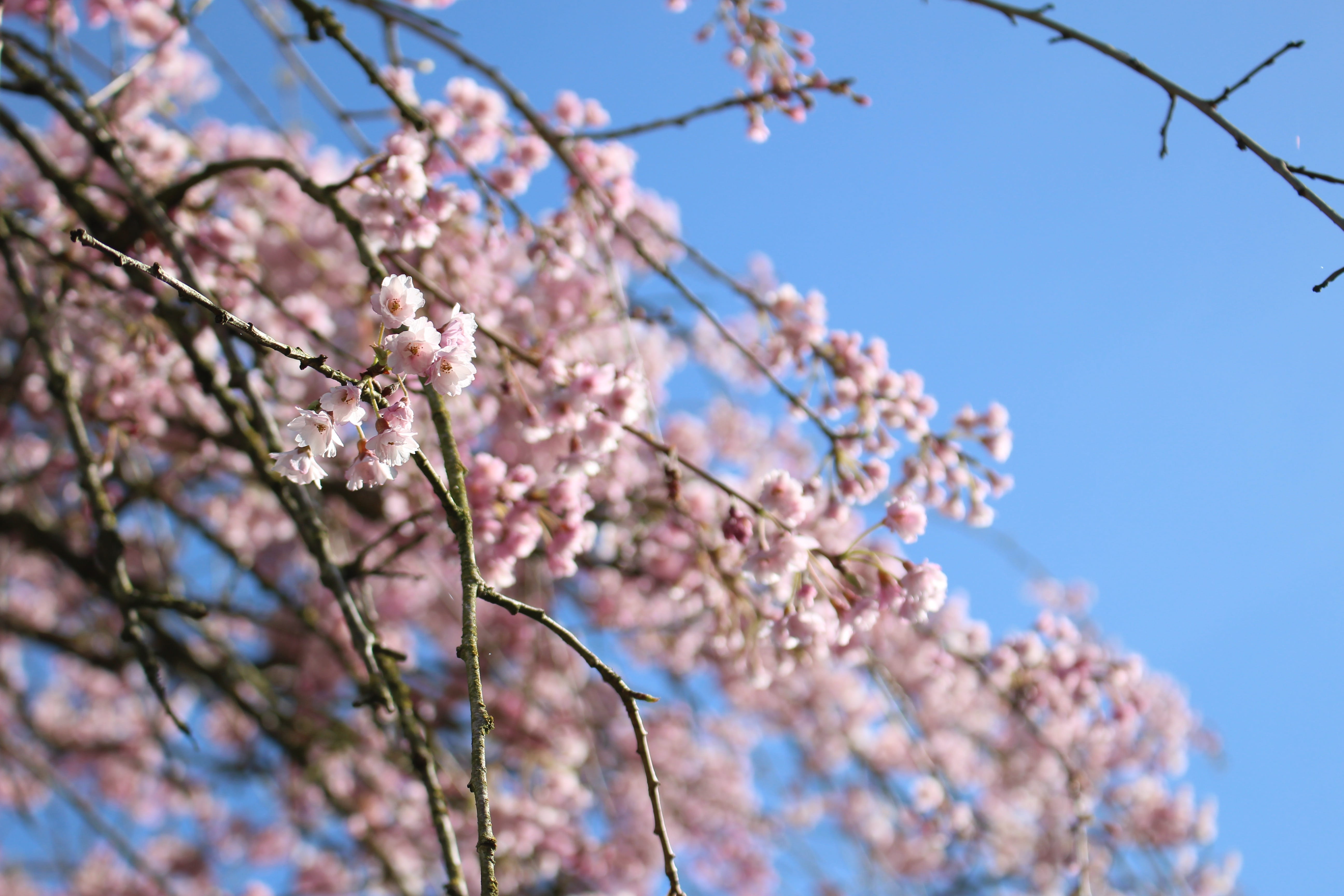 blossom, blossoms, vulnerability, beauty in nature, flower head, springtime, cherry blossom, canada, growth, outdoors, plum blossom, tree, pink color, sky, HD Wallpaper