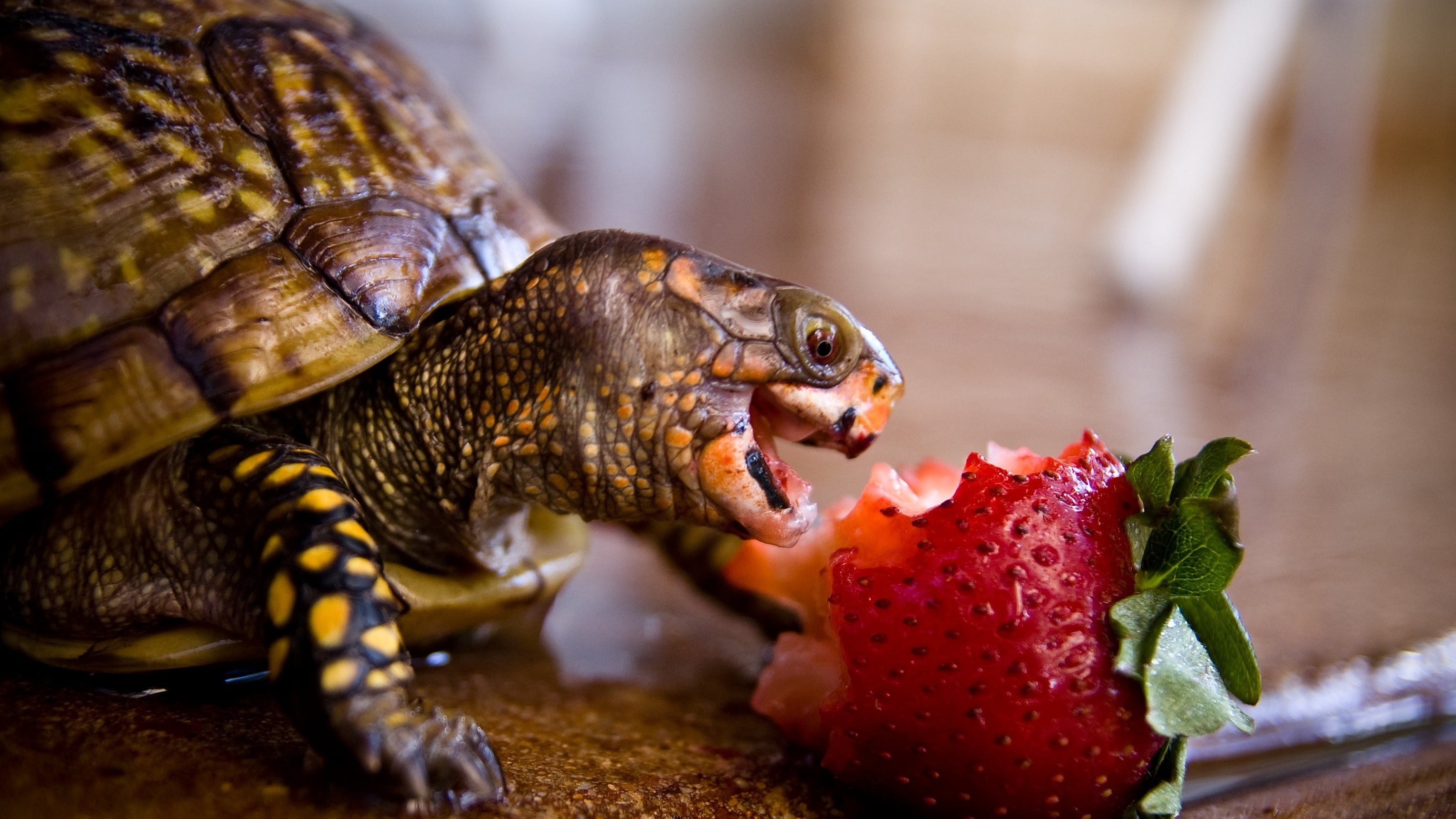 food and drink, animals, animals in the wild, nature, turtle, reptile, vertebrate, no people, mouth open, strawberries, strawberry, animal wildlife, animal themes, HD Wallpaper