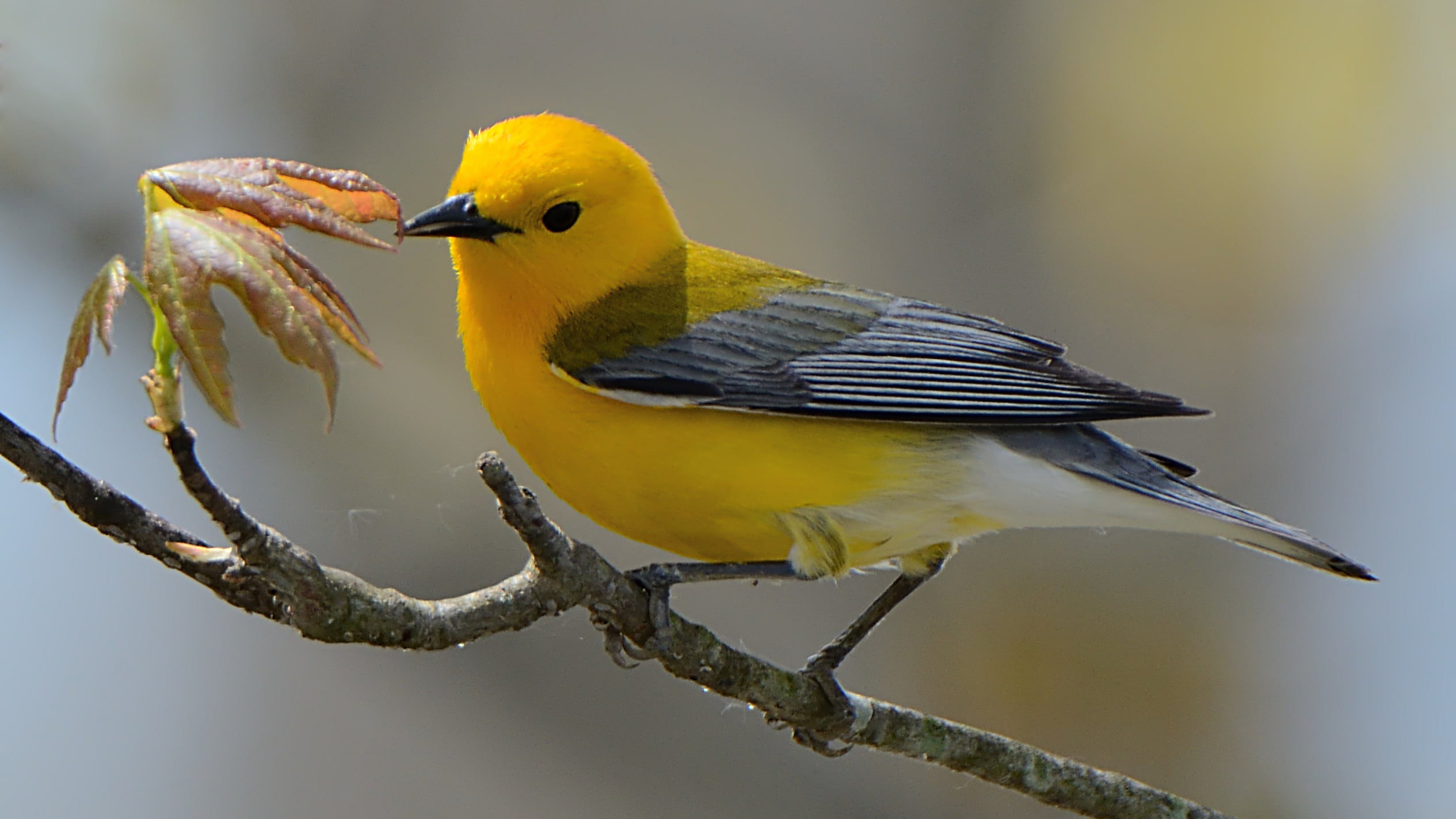 prothonotary, 1080P, black, f4, yellow, beak, Conneaut, Prothonotary  Warbler, Prothonotary Warbler, Marsh, protonotaria, Protonotaria citrea, bird, budgies, HD Wallpaper