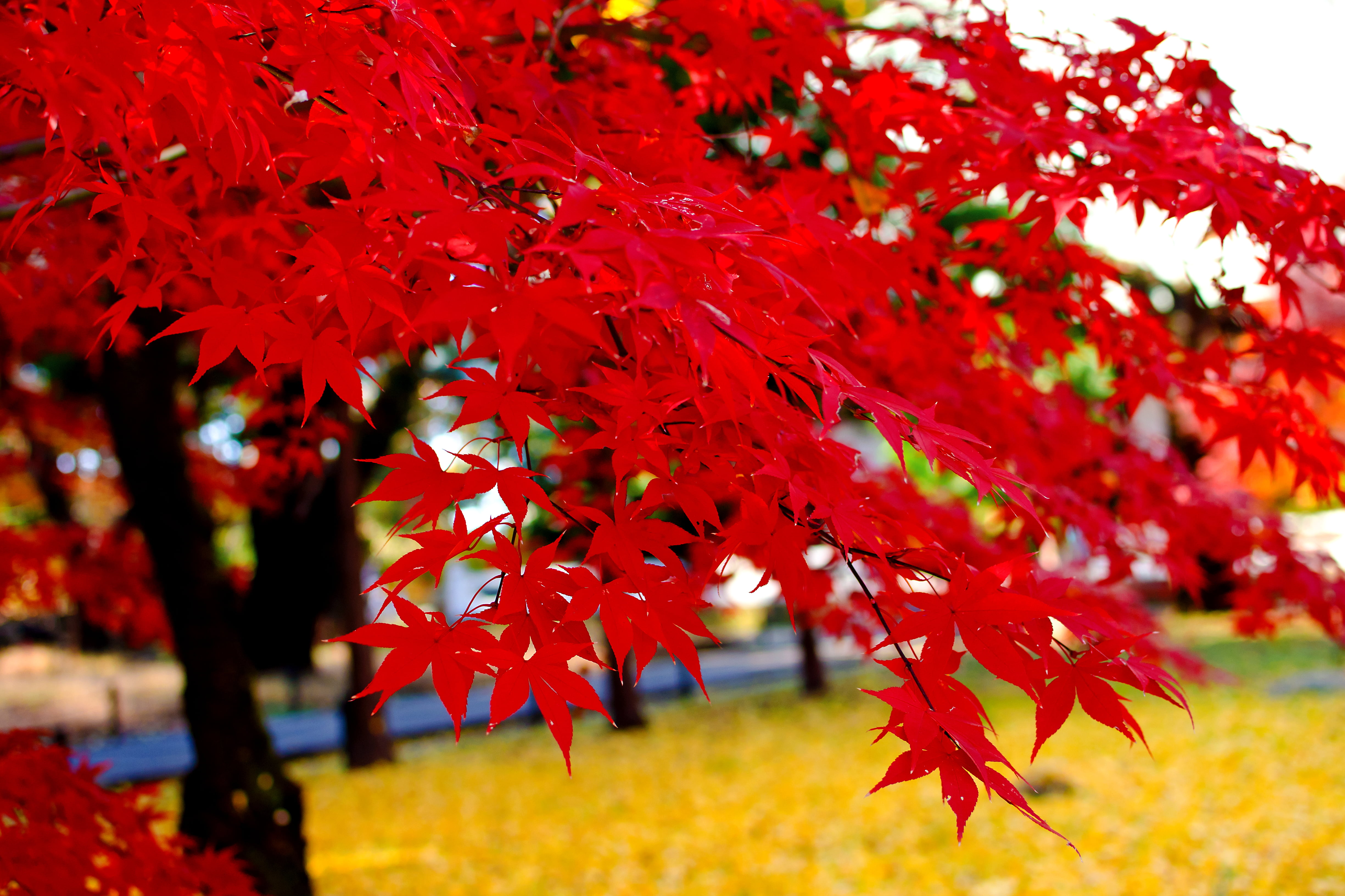photography, leaf, october, CLUB, outdoors, close up photography, Red, Plant, Maple tree, Japan, Nature, Winter, Landscape  Park, Autumn Leaves, autumn, HD Wallpaper