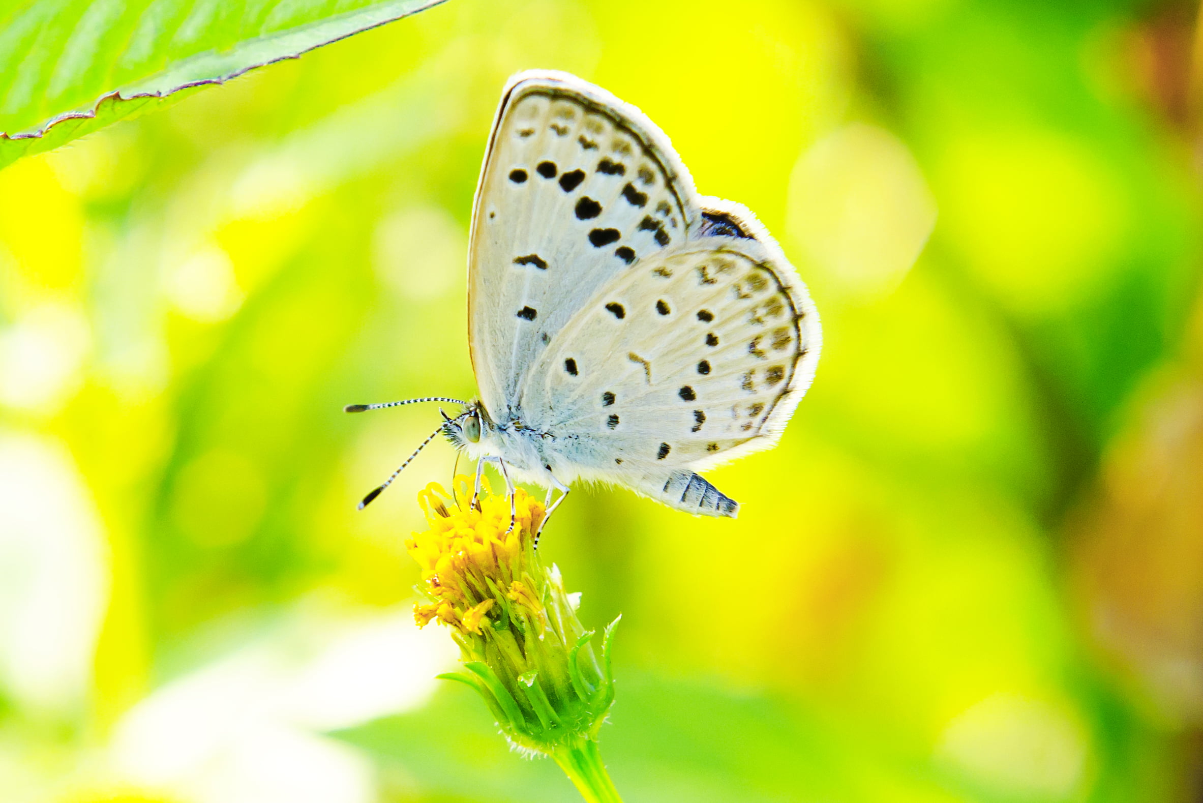 Japan, blue, Butterfly, 8G, grass, Devils Beggartick, Nikon AF, white, Nikon  D7000, f/1.8, CLUB, Nature, pale, Blossom, daytime, Bug, Bokeh, butterfly - Insect, HD Wallpaper