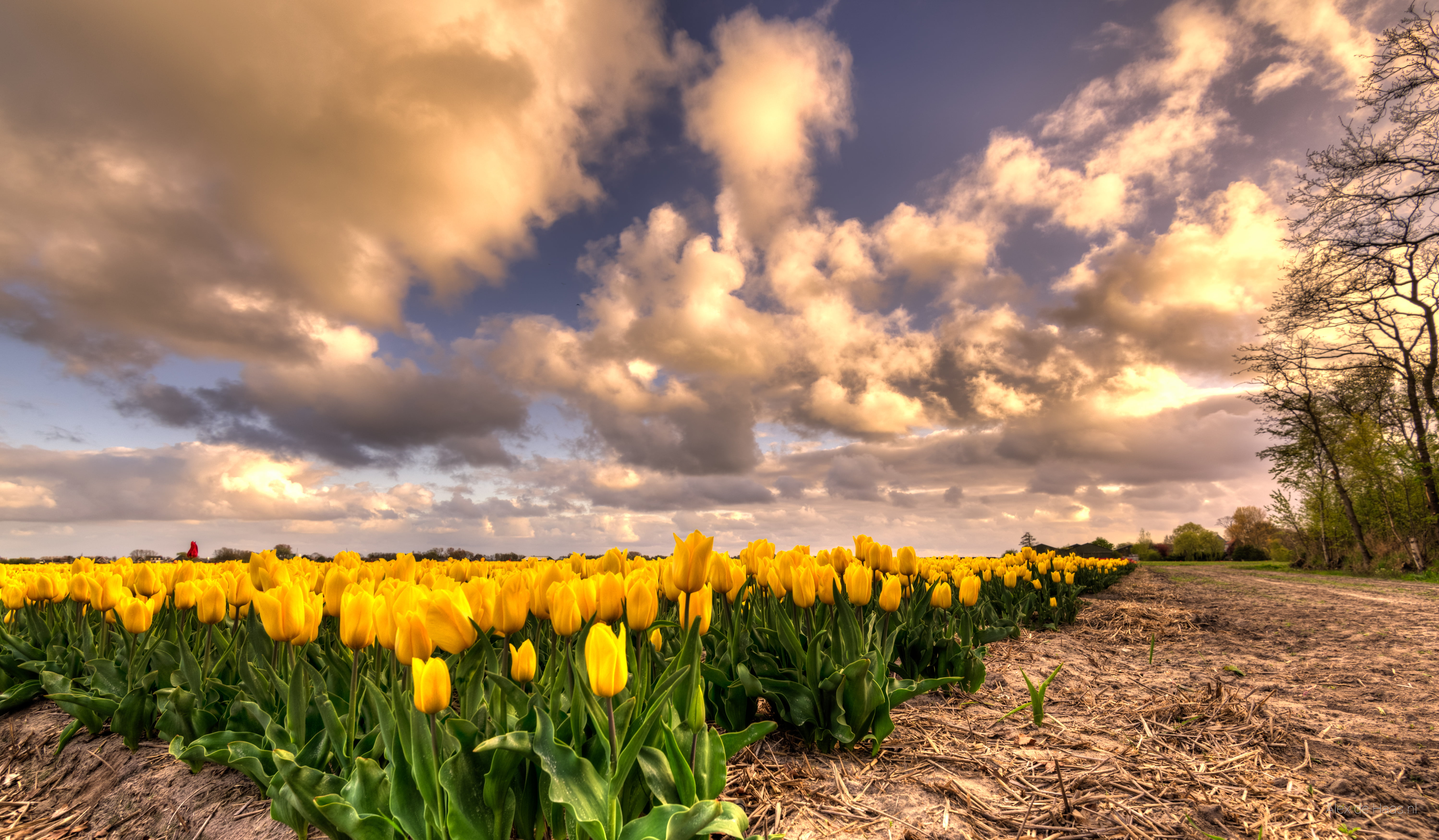 HDR, Europe, 35mm, flower fields, Nederland, field, flower  flower, yellow, clouds, D750, one, lucht, Nikon, tulip, flowerbed, plant, wolken, Netherlands, HD Wallpaper