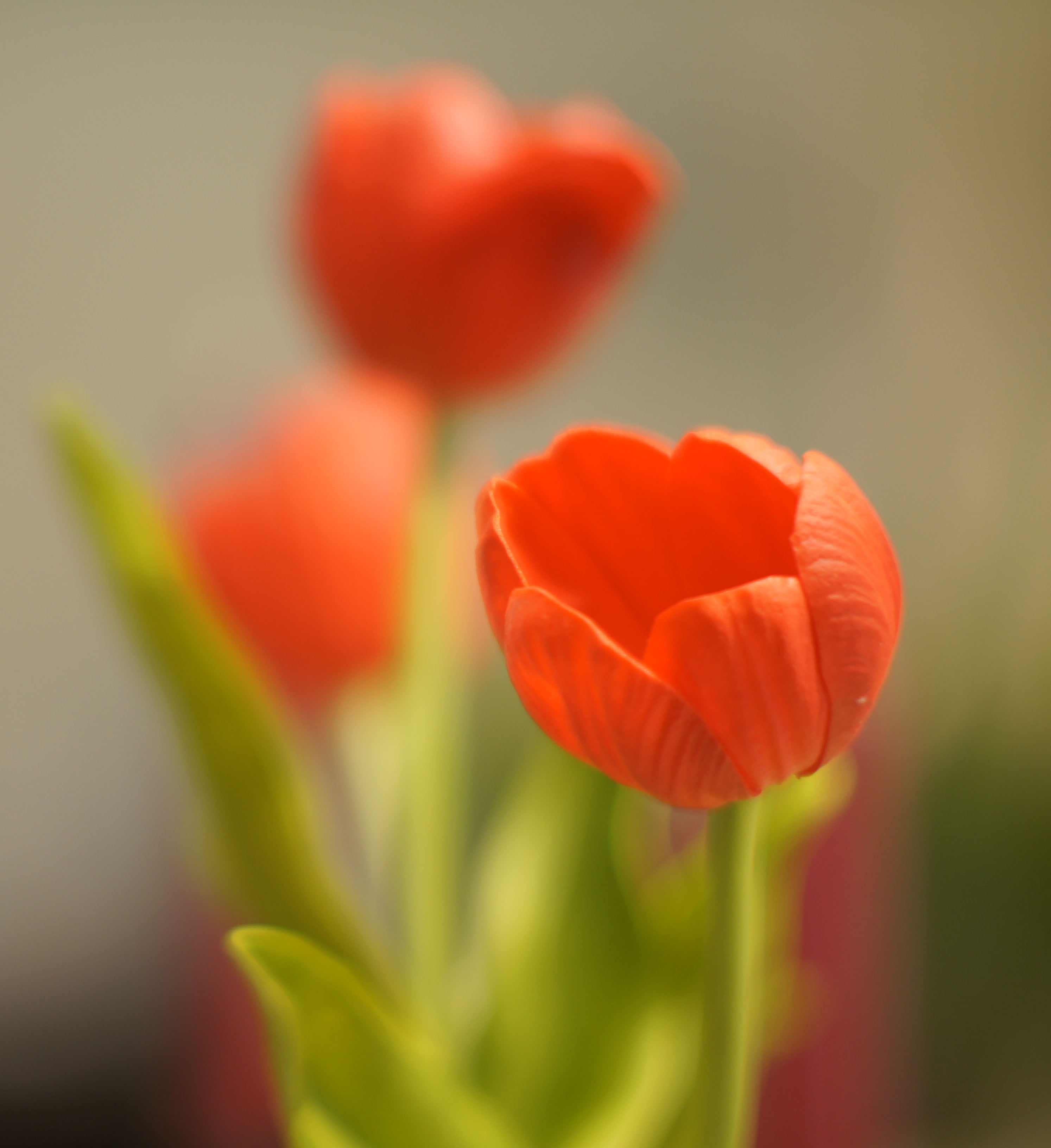 rose, red, springtime, tulip, petal, nature, plant, 2K, beauty In Nature, flower, flower Head, multi Colored, Phone HD Wallpaper