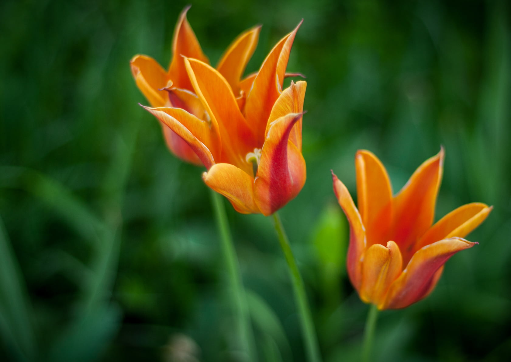 flower Head, 720P, summer, freshness, flowers, nature, petaled, springtime, green Color, yellow, orange, beauty In Nature, flower, petal, tulip, plant, HD Wallpaper