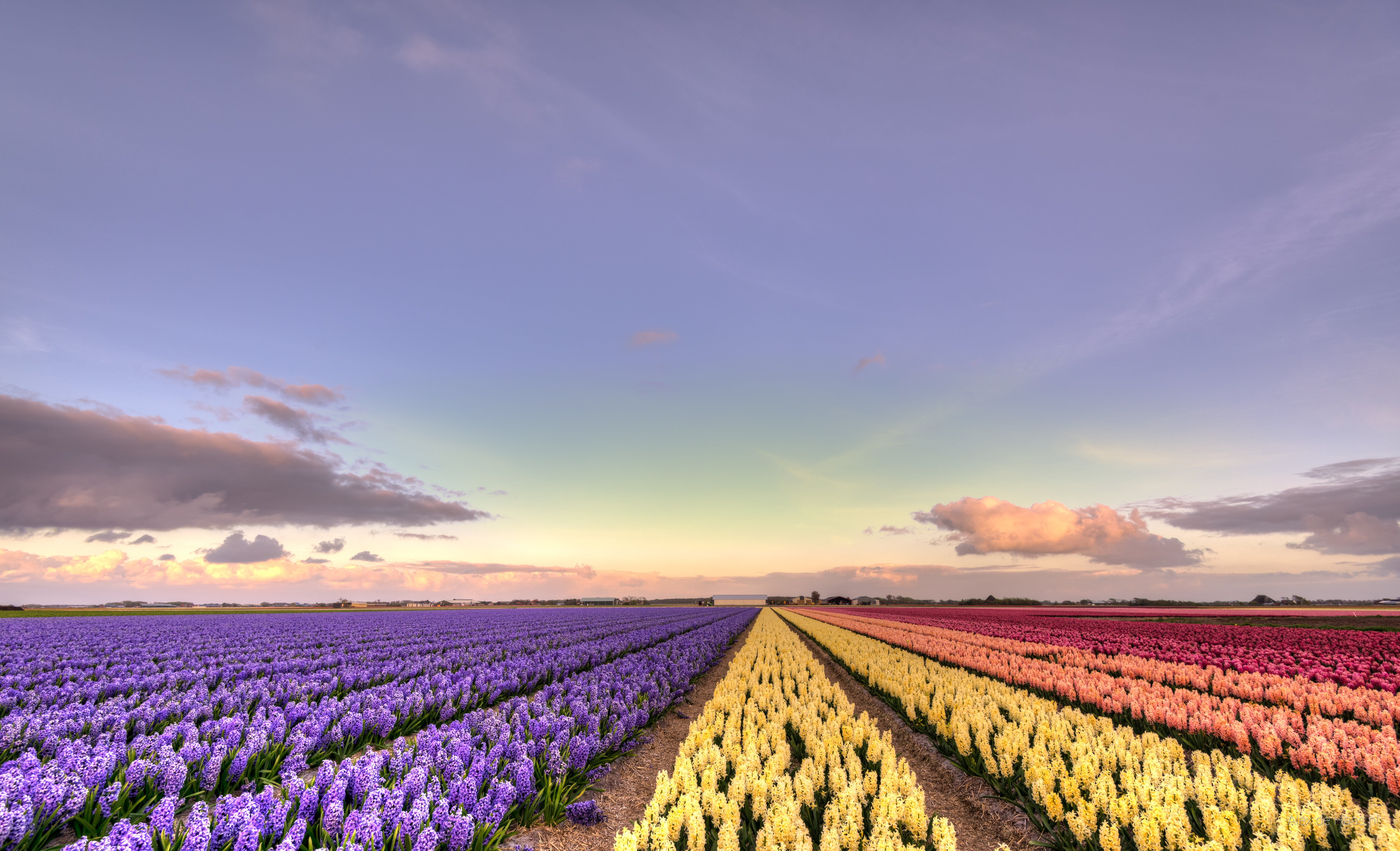 rural Scene, blue, flower fields, purple, season, flower, skies, outdoors, summer, Noord-Holland, nature, plant, HDR, 5K, tulip, Nederlands, Netherlands, HD Wallpaper