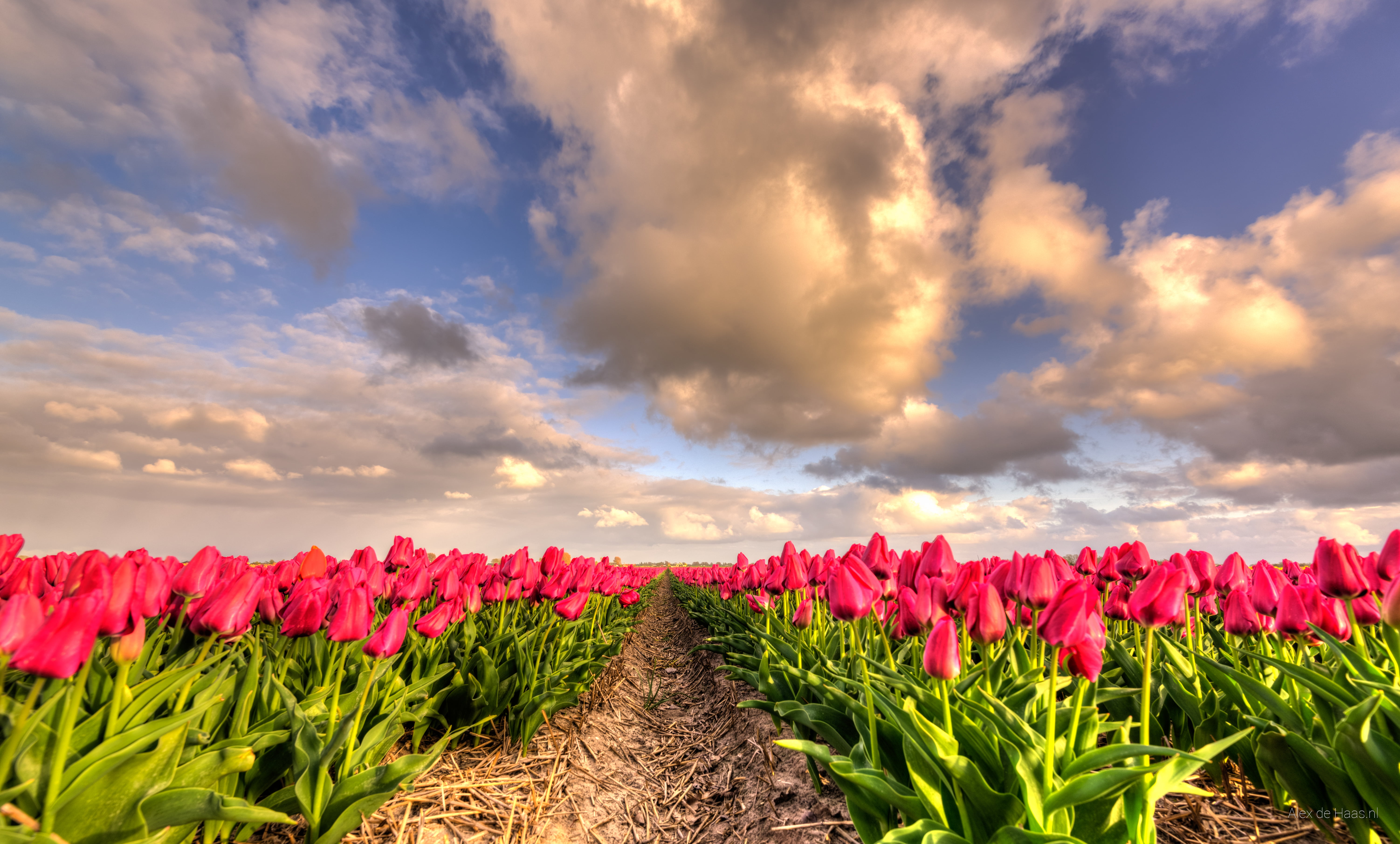 multi Colored, Noord-Holland, tulip, leaf, Tranquil, field, 35mm, Nikon, Netherlands, HDR, Nederlands, plant, yellow, flower  flower, D750, bloem, nature, HD Wallpaper