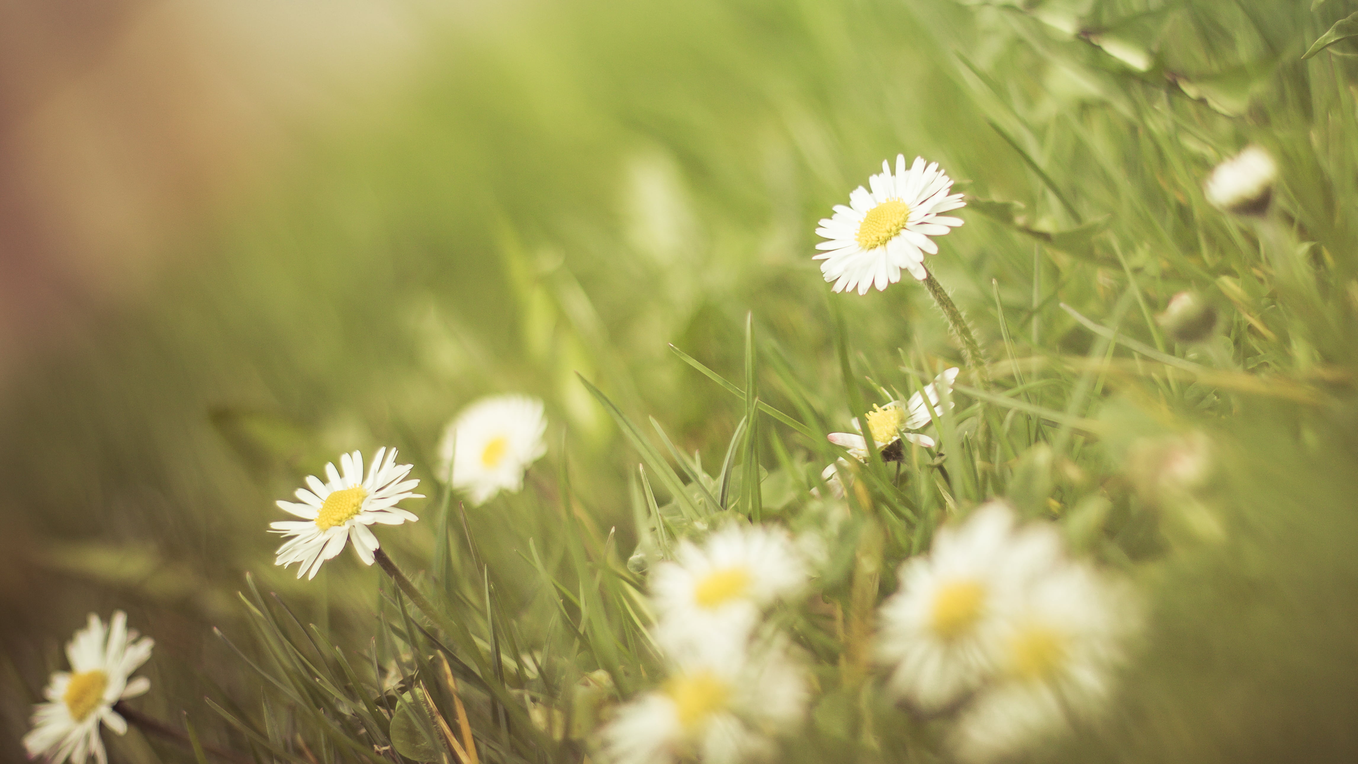close-up, meadow, outdoors, daisy, summer, de, 4K, flowers, bokeh, flower, green Color, spring, grass, nature, field, yellow, Envie, plant, freshness, HD Wallpaper