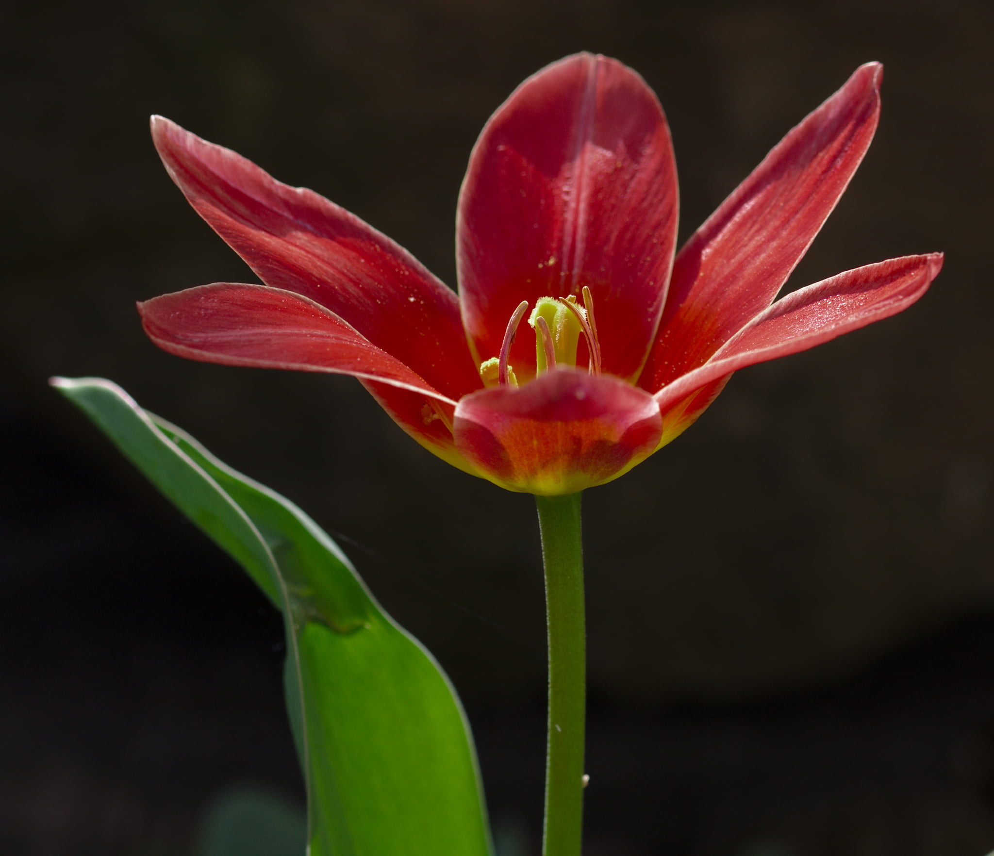 close, 1080P, red, nature, flowers, petal, springtime, plant, pink Color, beauty In Nature, garden, Tulip, photo, blossom, amarillys, flower, botany, close-up, HD Wallpaper