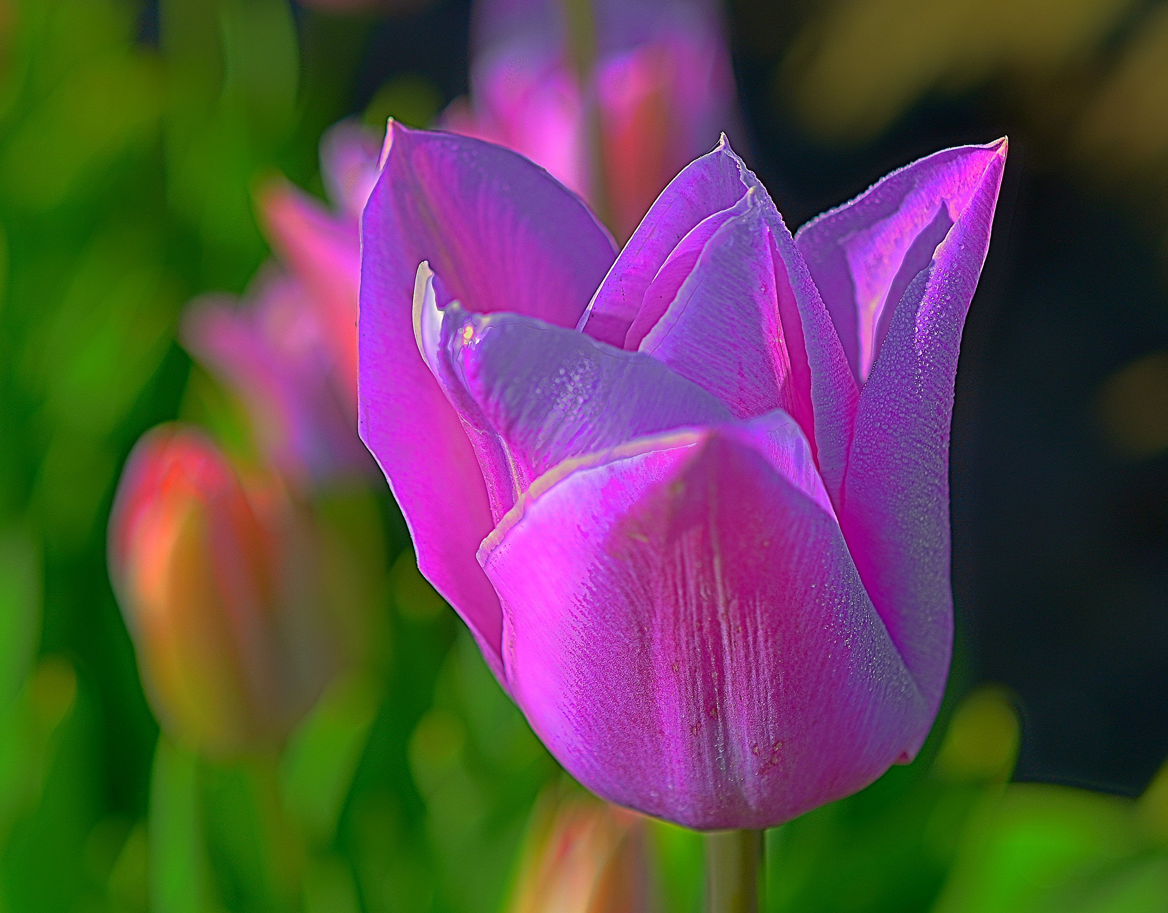 Macro, Outdoor, Water, Depth of Field, Serene, petal, Bright, Pastel, macro shot, Flower, Outdoors, Prince, Scenic, nature, pink, DOF, Tulips, Wife, 4K, HD Wallpaper
