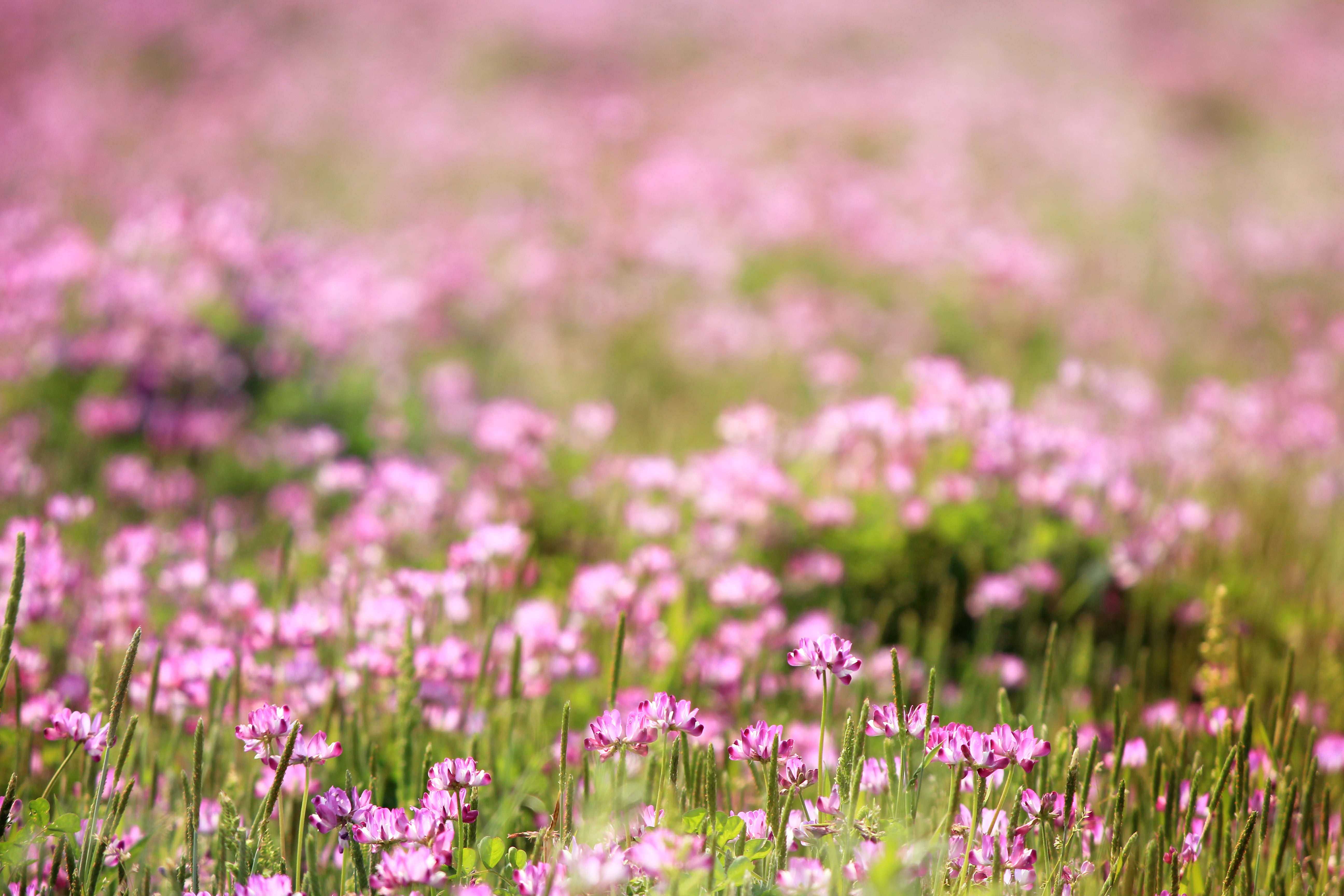 5K, plant, purple, pink Color, summer, flower, purple flower, background, outdoors, texture, nature, daytime, spring, field, to use, HD Wallpaper