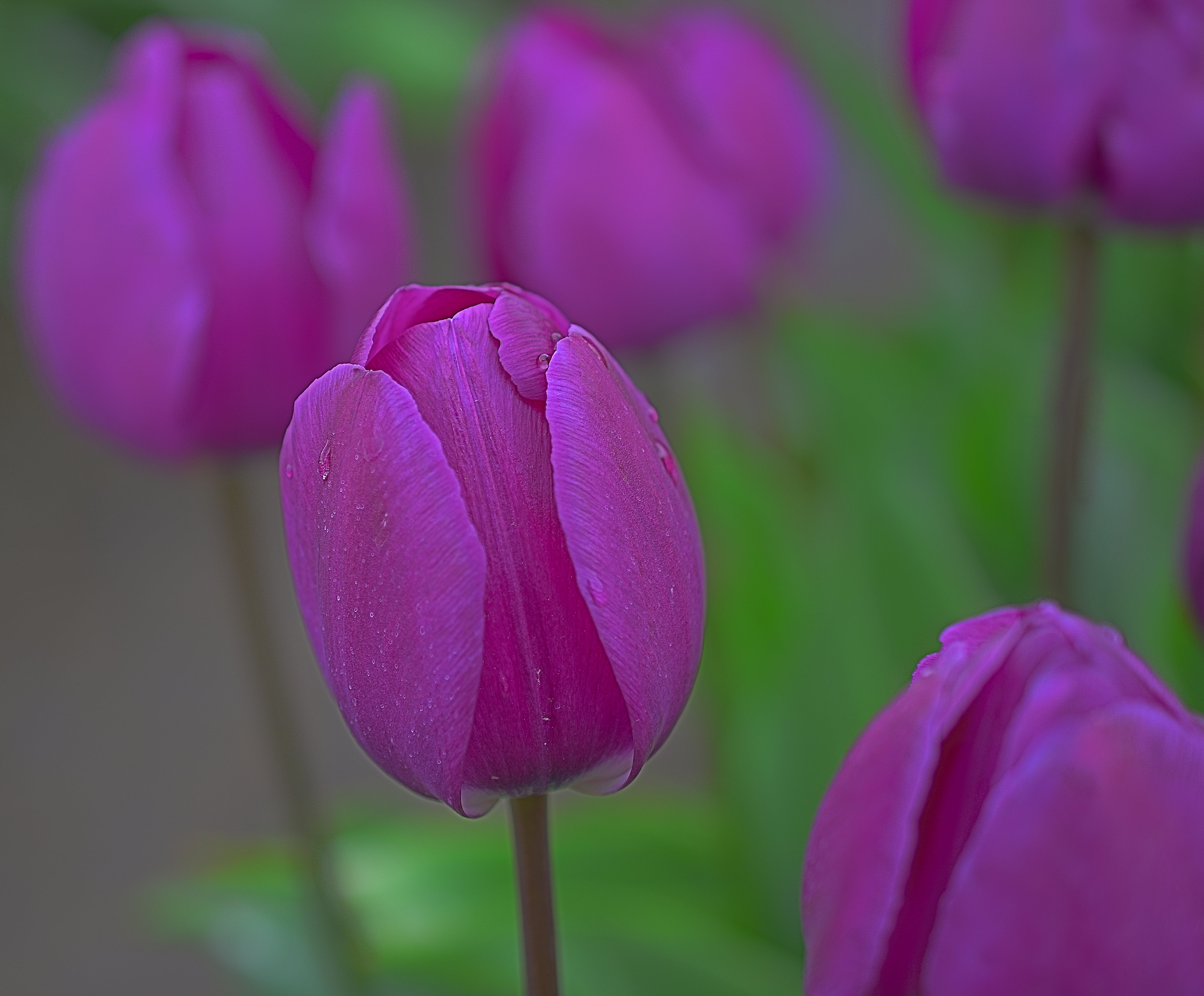 Outdoor, Oregon, Wooden Shoe, tilt, Macro, shift, petal, Drops, Wife, Tulips, DOF, pink Color, beauty In Nature, Scenic, Tulip, Woodburn, Depth of Field, HD Wallpaper