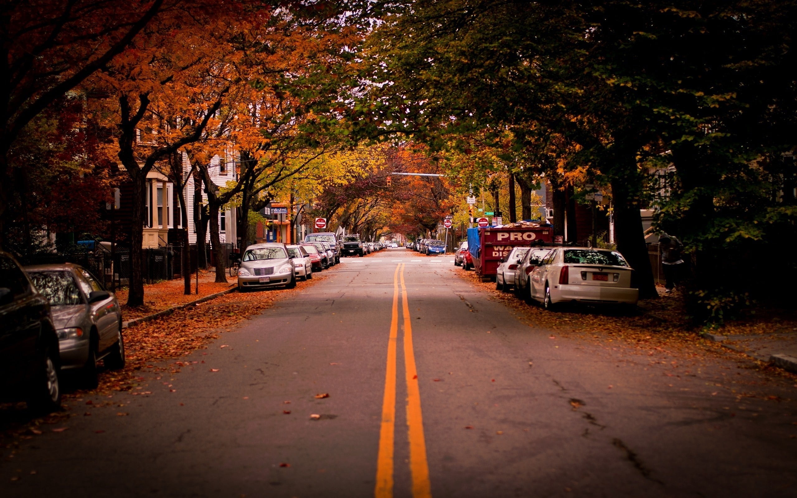 motor vehicle, color Image, road, treelined, plant, diminishing perspective, change, architecture, building Exterior, transportation, urban Scene, cambridge, HD Wallpaper