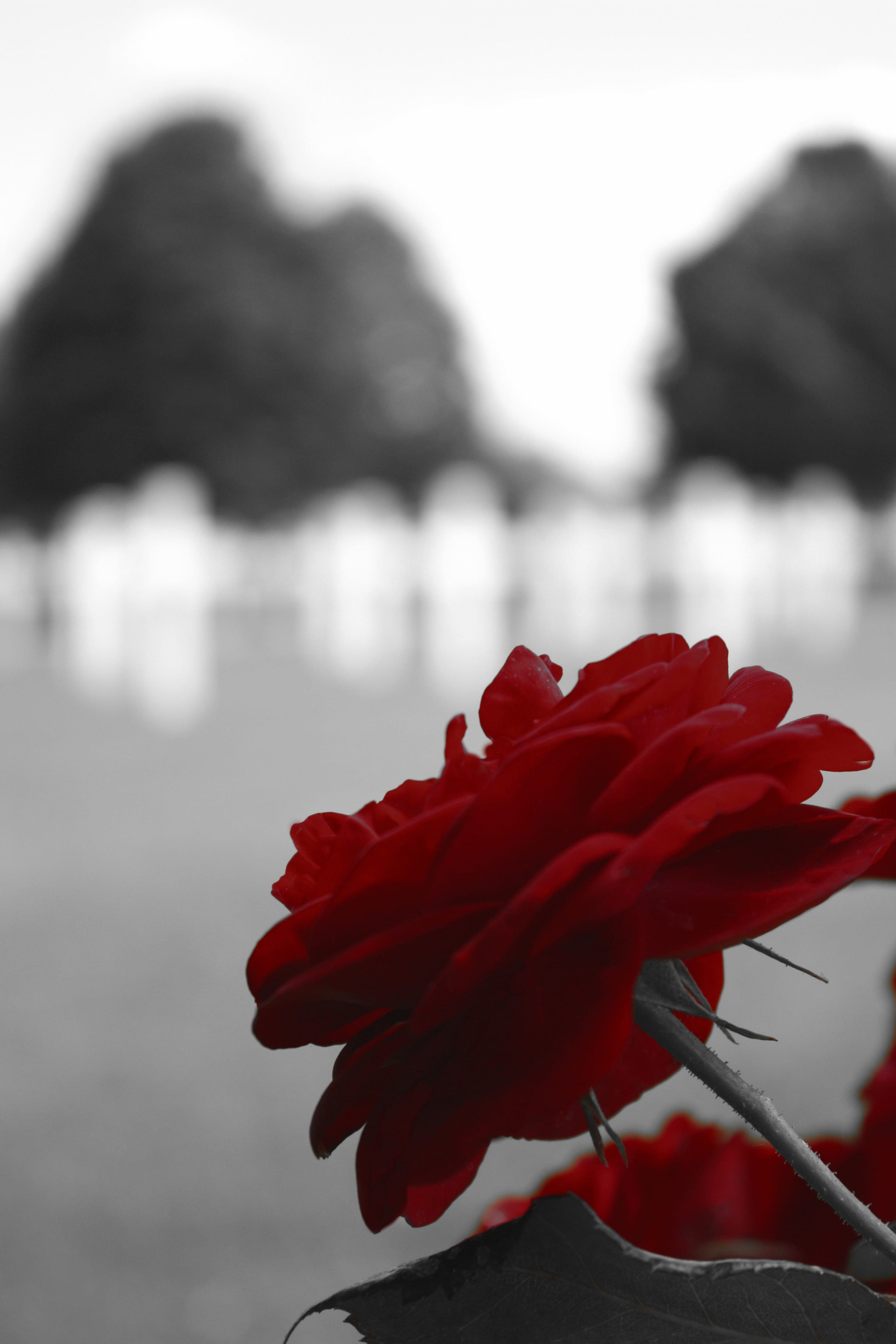 world, flowering plant, near, water, flower head, vulnerability, petal, war, outdoors, body, soldier, flower, white, cambridge, army, growth, red, beauty in nature, Phone HD Wallpaper