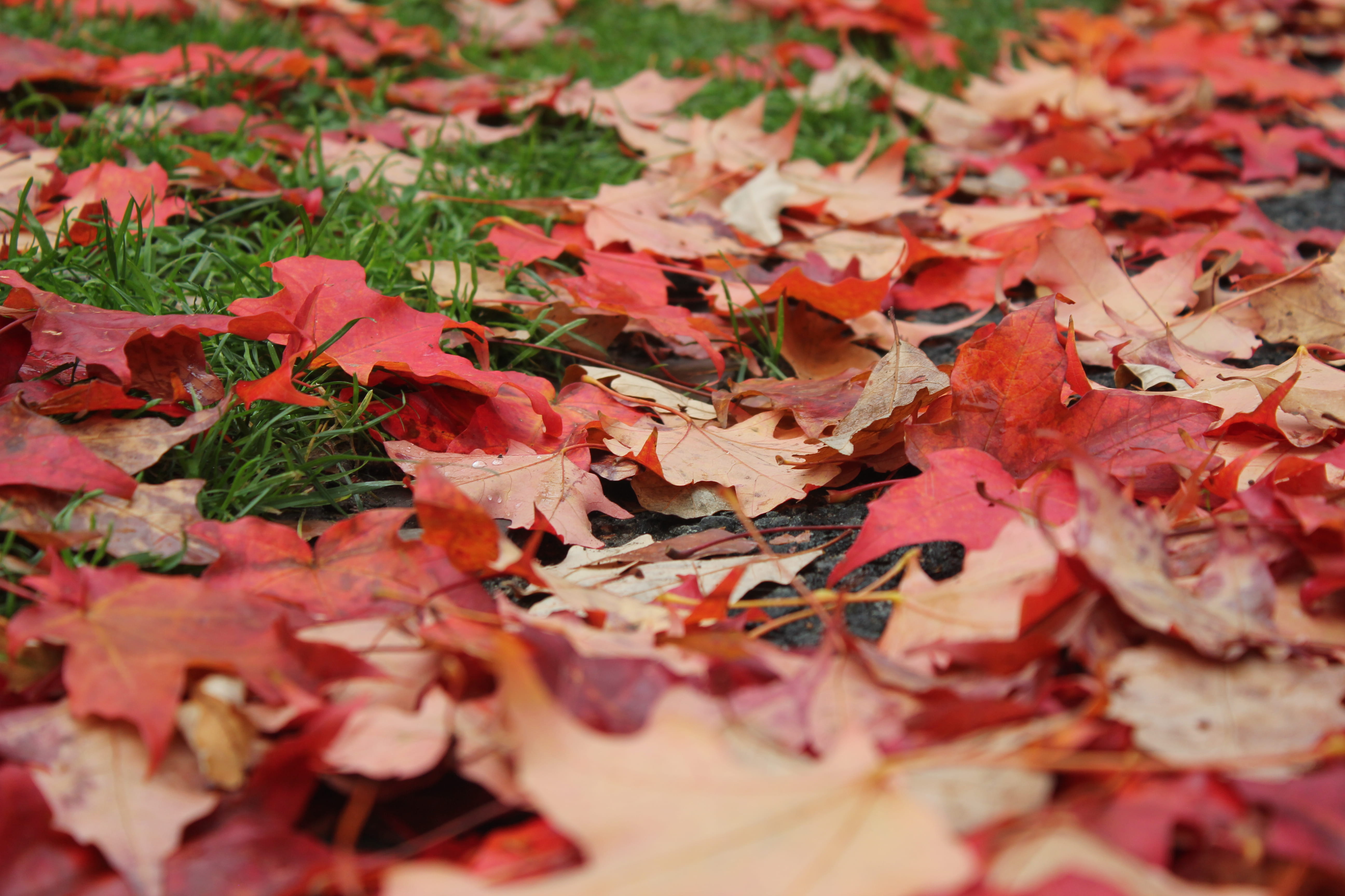 backgrounds, autumn collection, natural condition, red leaf, selective focus, red, leaves, maple tree, abundance, cambridge, nature, harvard university, HD Wallpaper