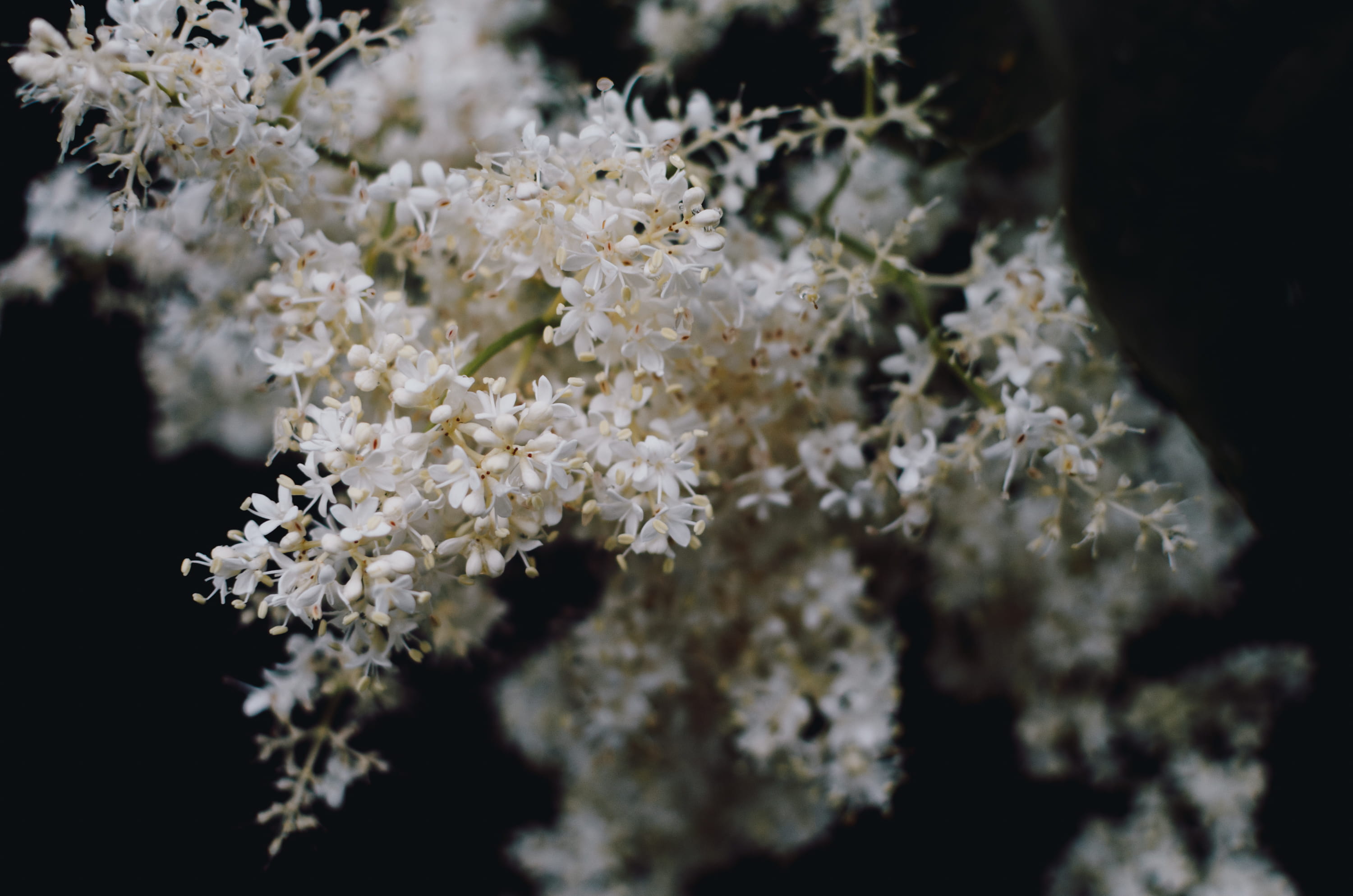 nature, botany, boston, moody, outdoors, blossom, 2K, branches, focus on foreground, petals, freshness, bunch of flowers, coral, flower head, tree, white, HD Wallpaper