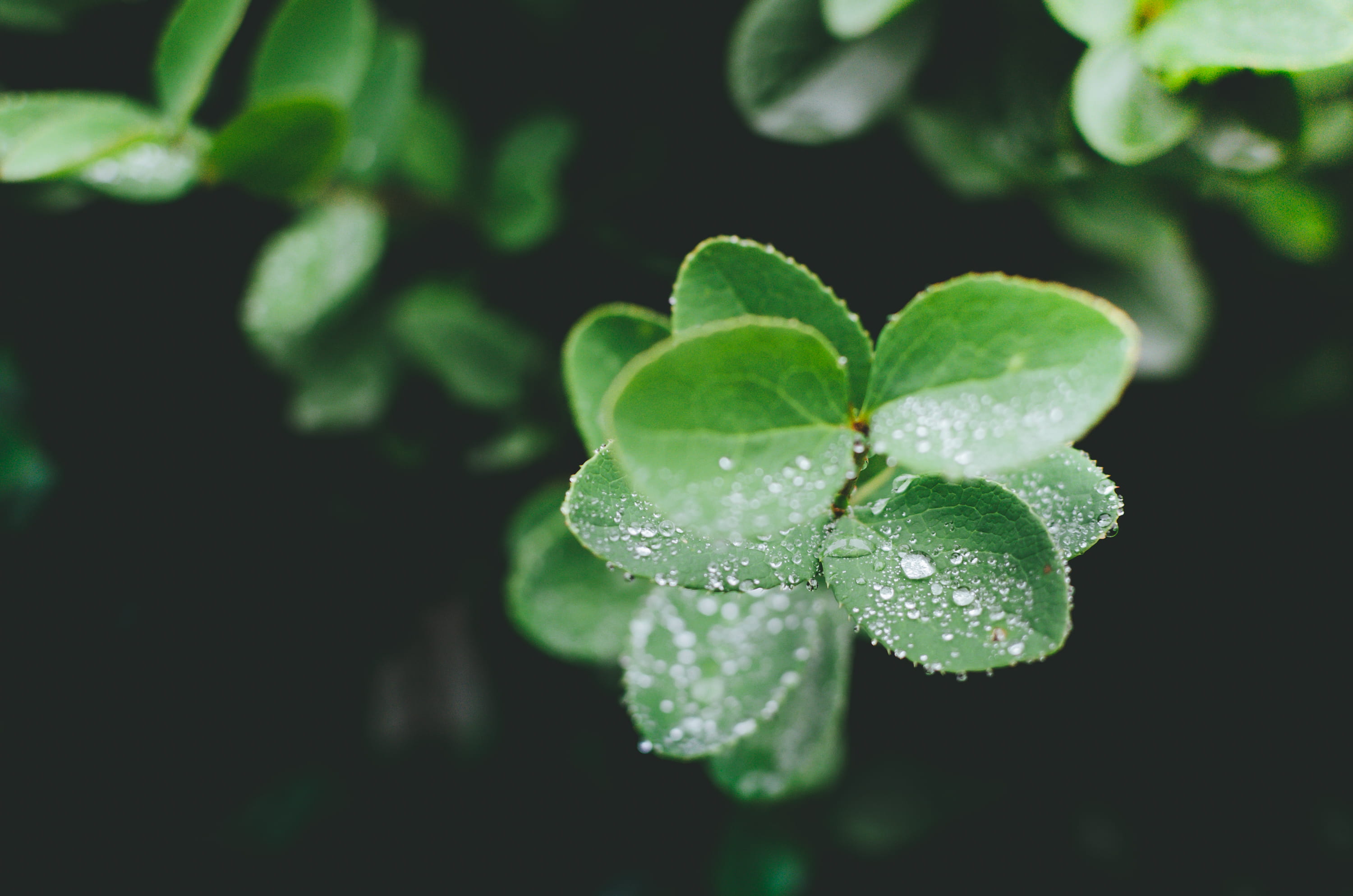 detail, selective focus, green color, leaves, plant part, vulnerability, veins, leaf, forest, green, petals, wet, drop, dew, beauty in nature, moody, foliage, HD Wallpaper
